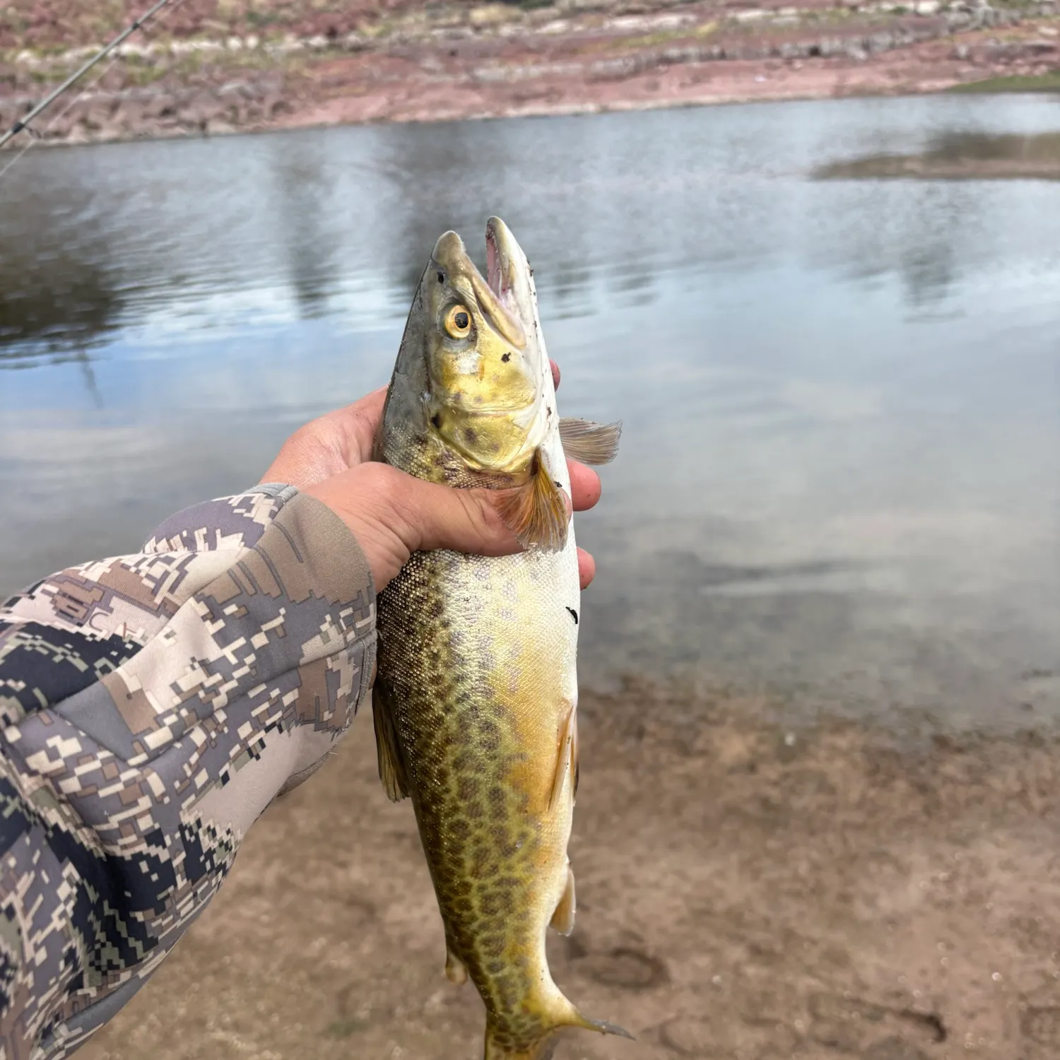 Tiger trout caught on Fishbrain