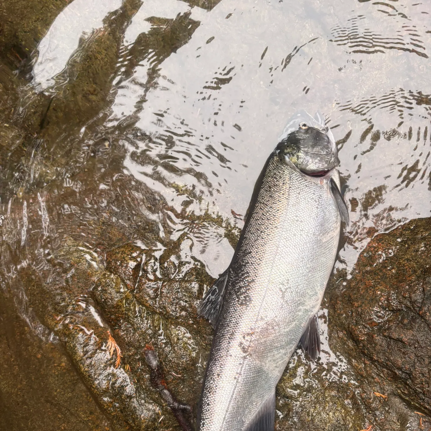 Coho salmon caught on Fishbrain