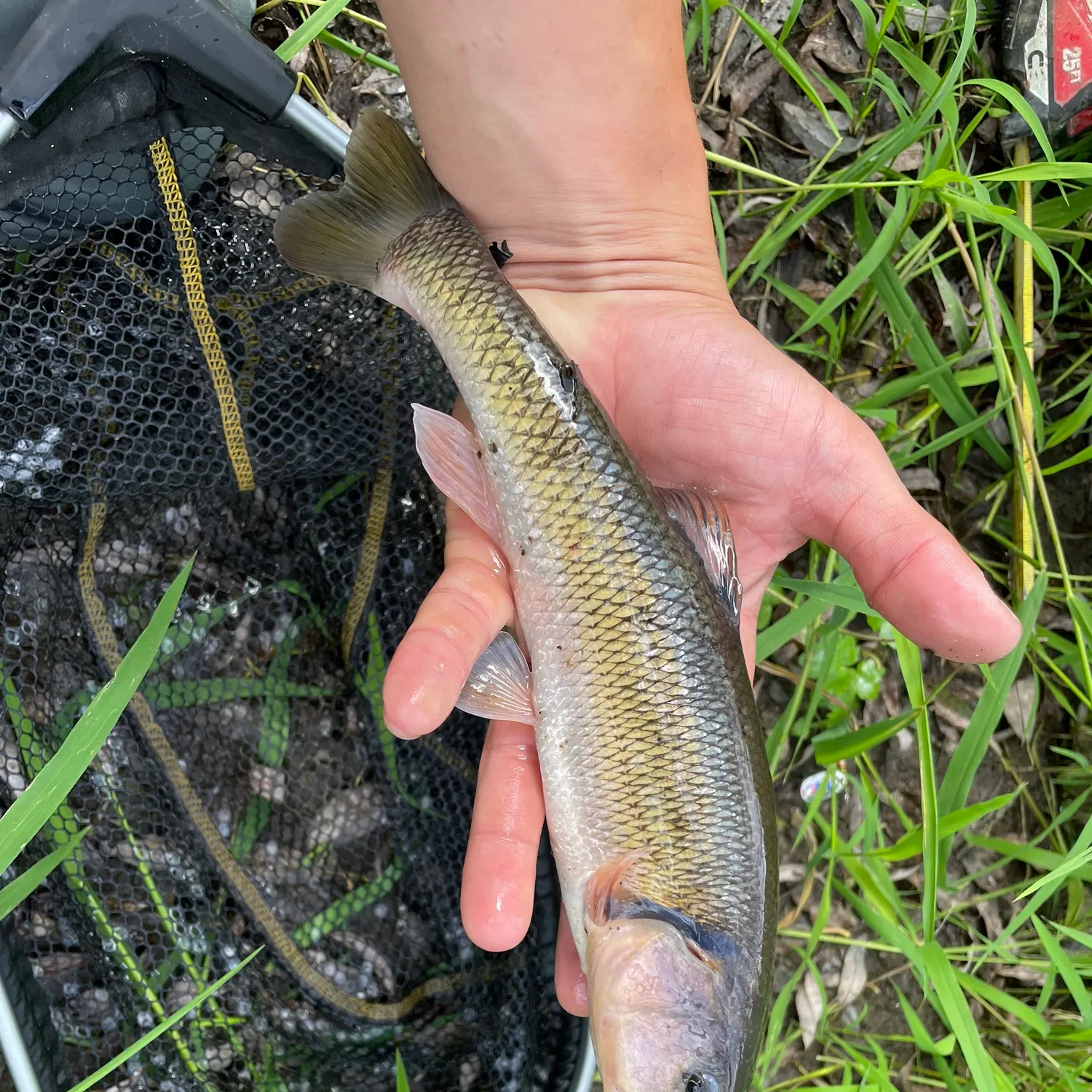 Creek chub caught on Fishbrain