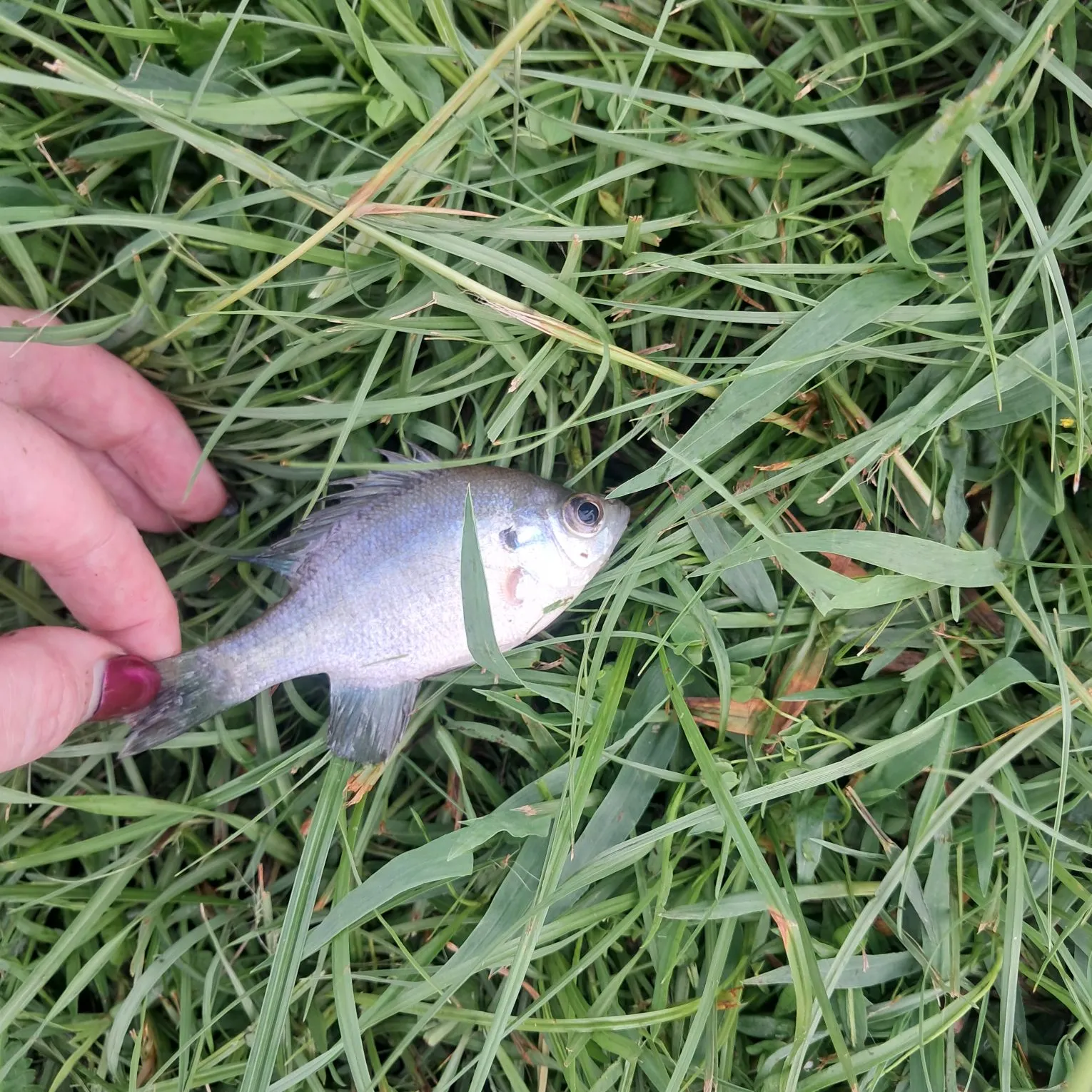Bluegill caught on Fishbrain