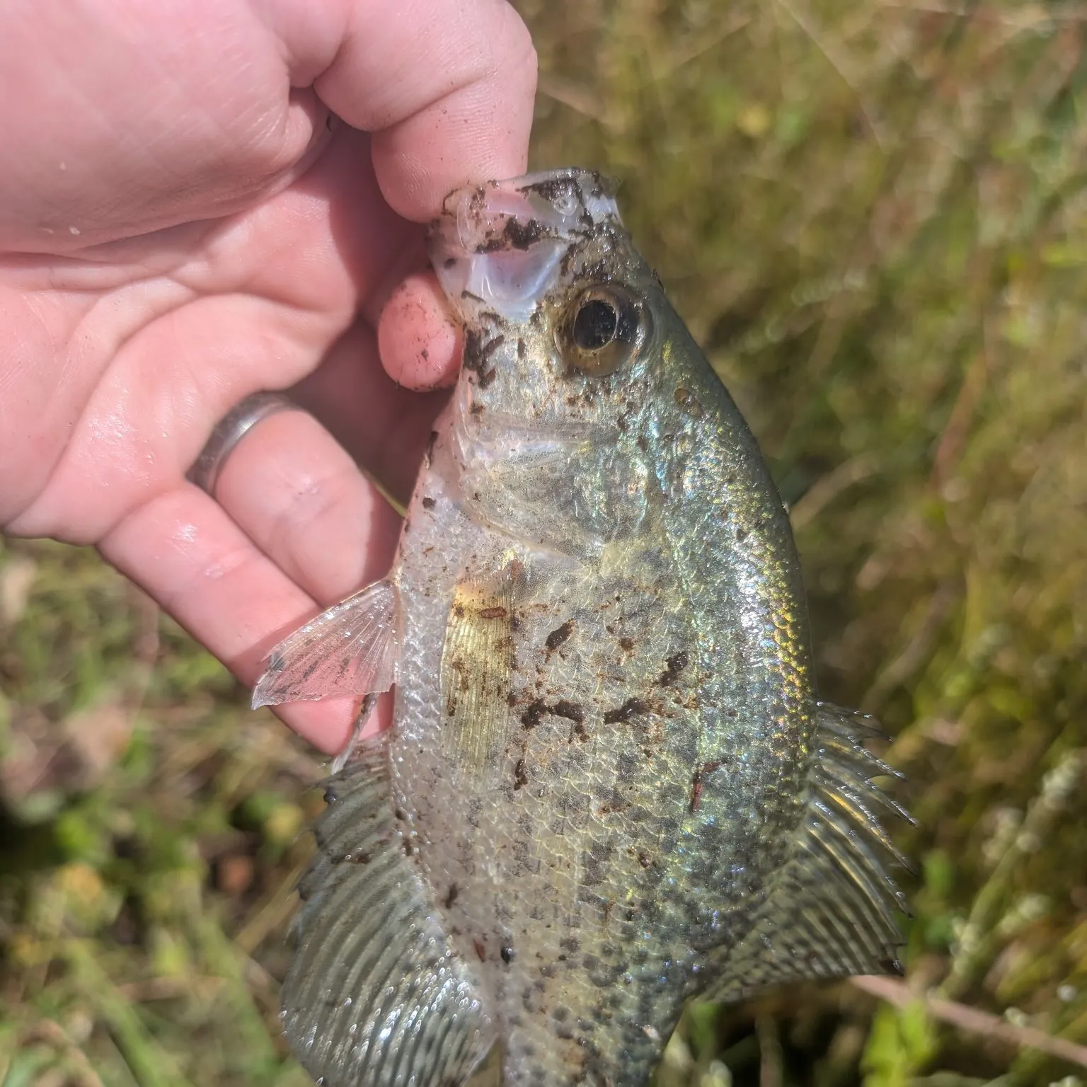 Black crappie caught on Fishbrain
