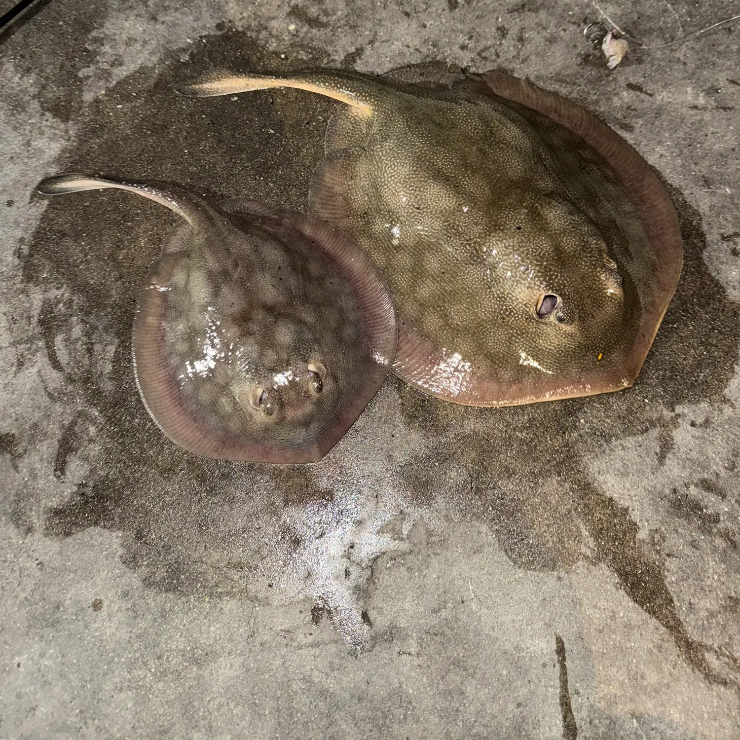 The most recent Haller's round ray catches on Fishbrain