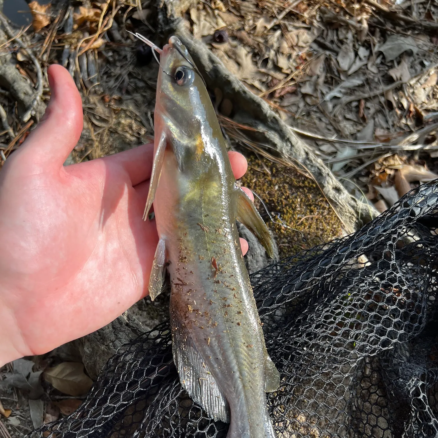 Channel catfish caught on Fishbrain