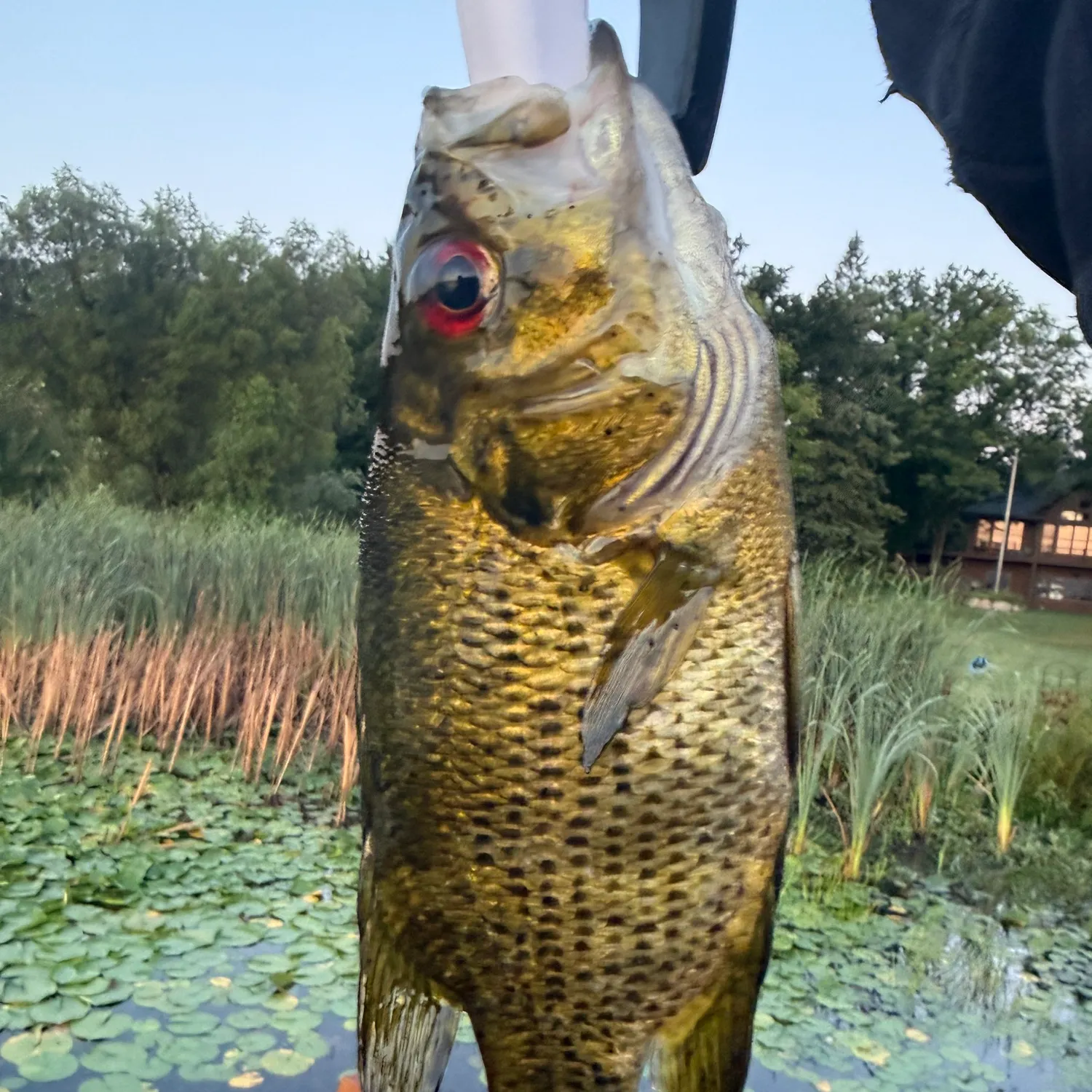 Rock bass caught on Fishbrain