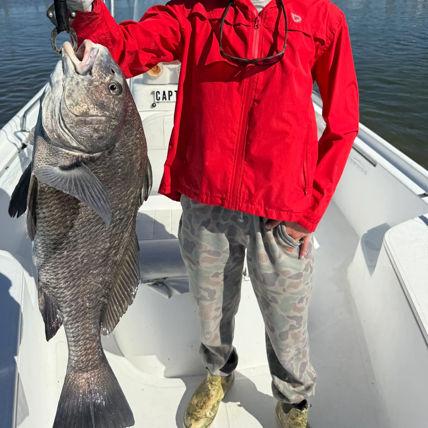Black drum caught on Fishbrain