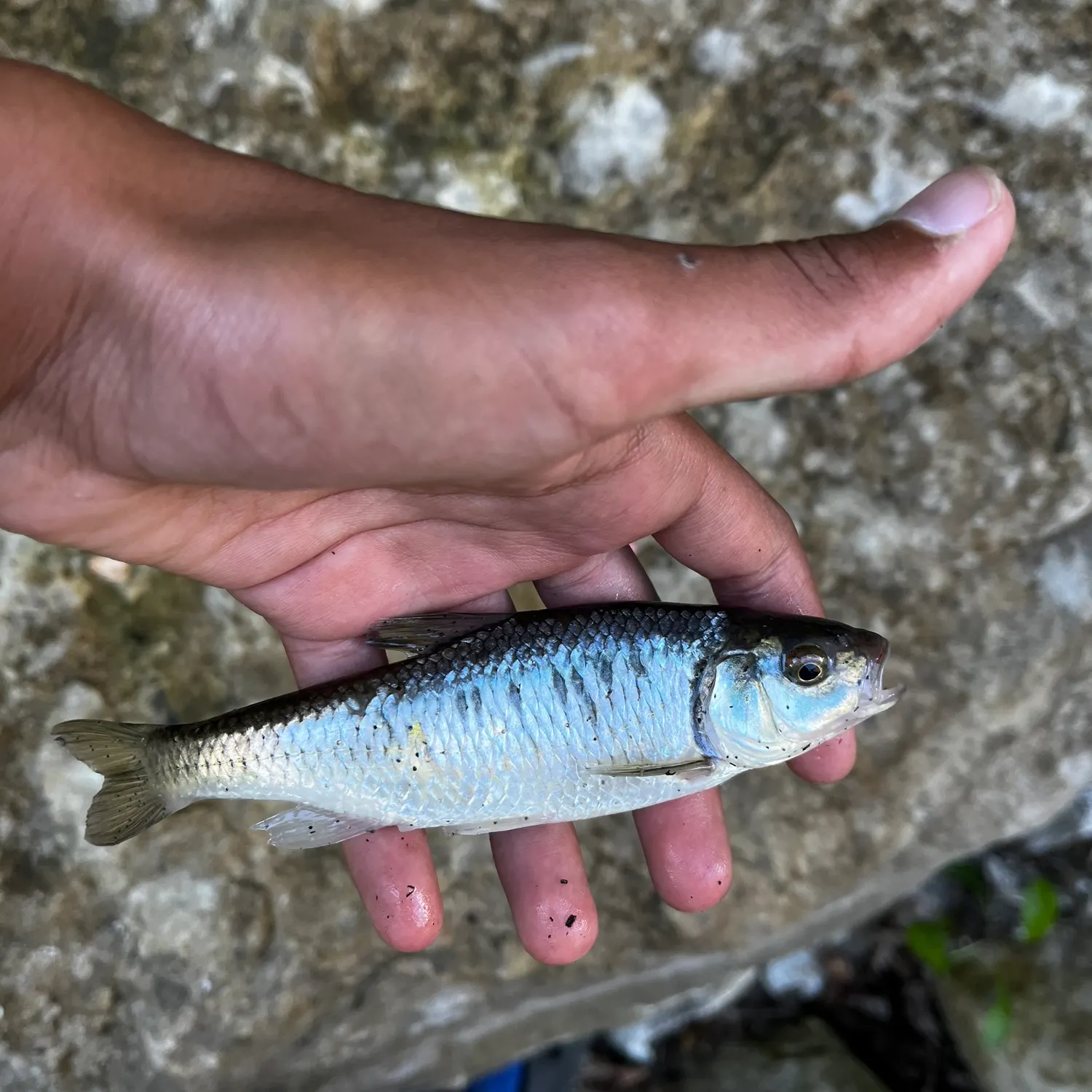 Striped shiner caught on Fishbrain
