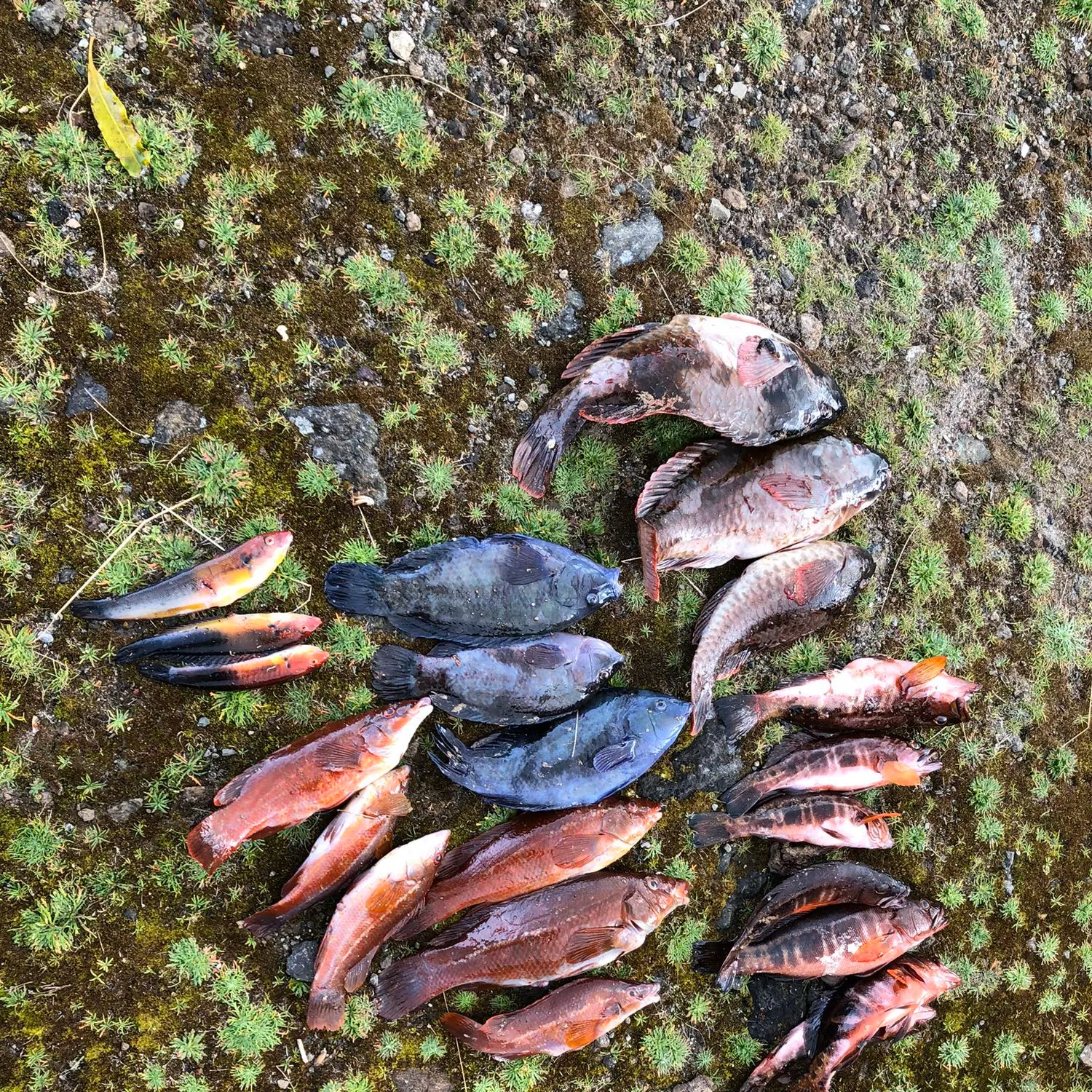 recently logged catches