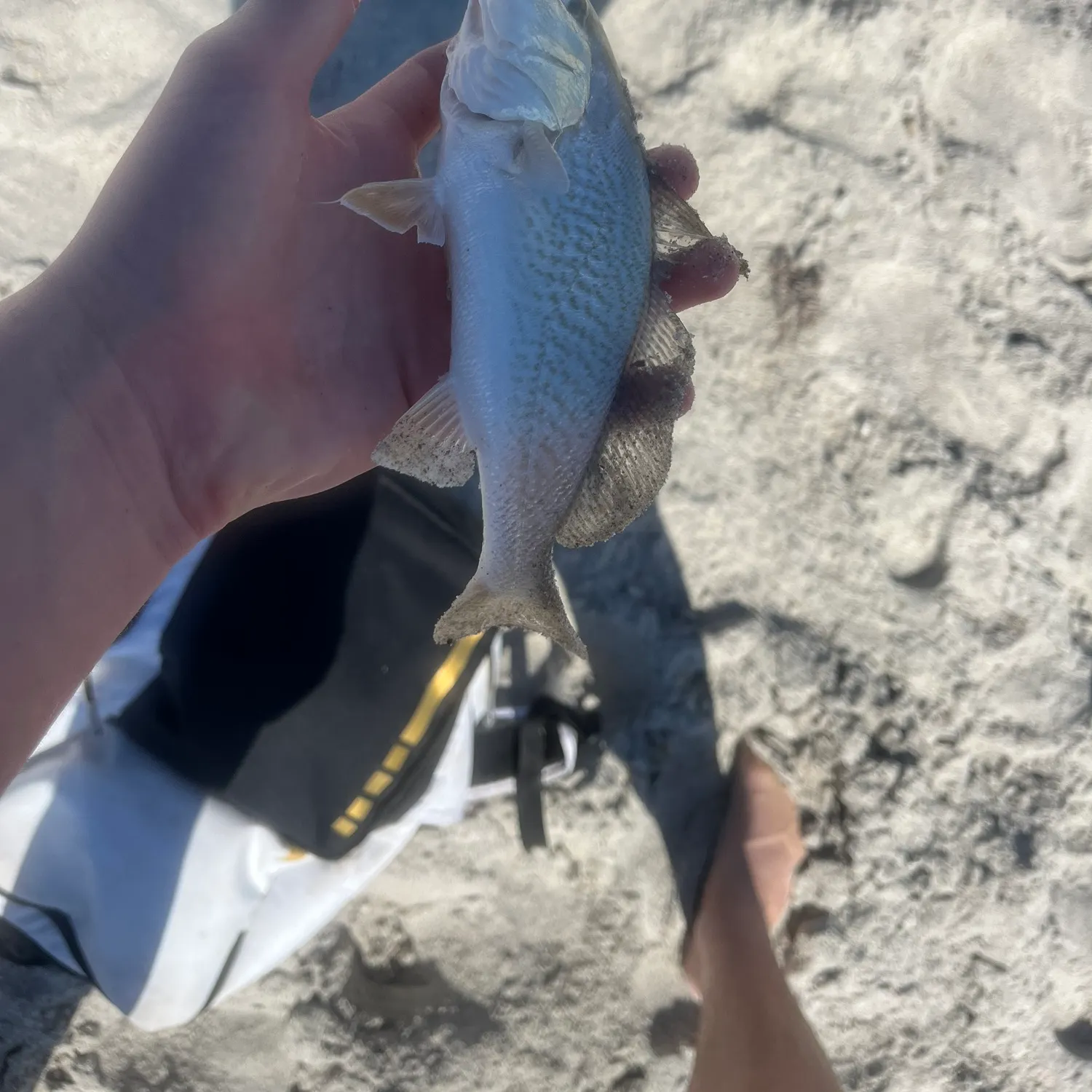 The most recent Atlantic croaker catches on Fishbrain