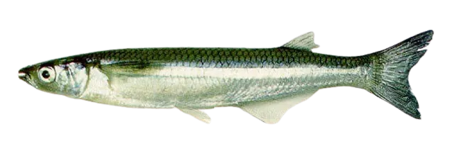 Odontesthes argentinensis