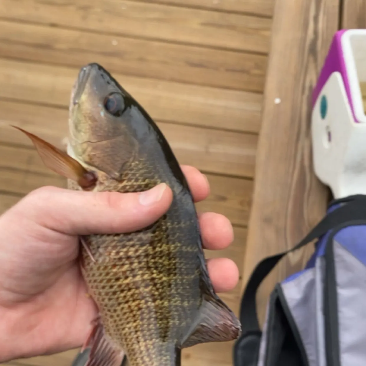Mangrove snapper caught on Fishbrain