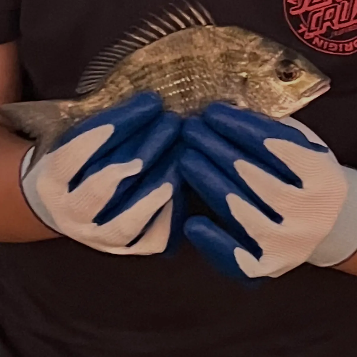 Javelin grunter caught on Fishbrain