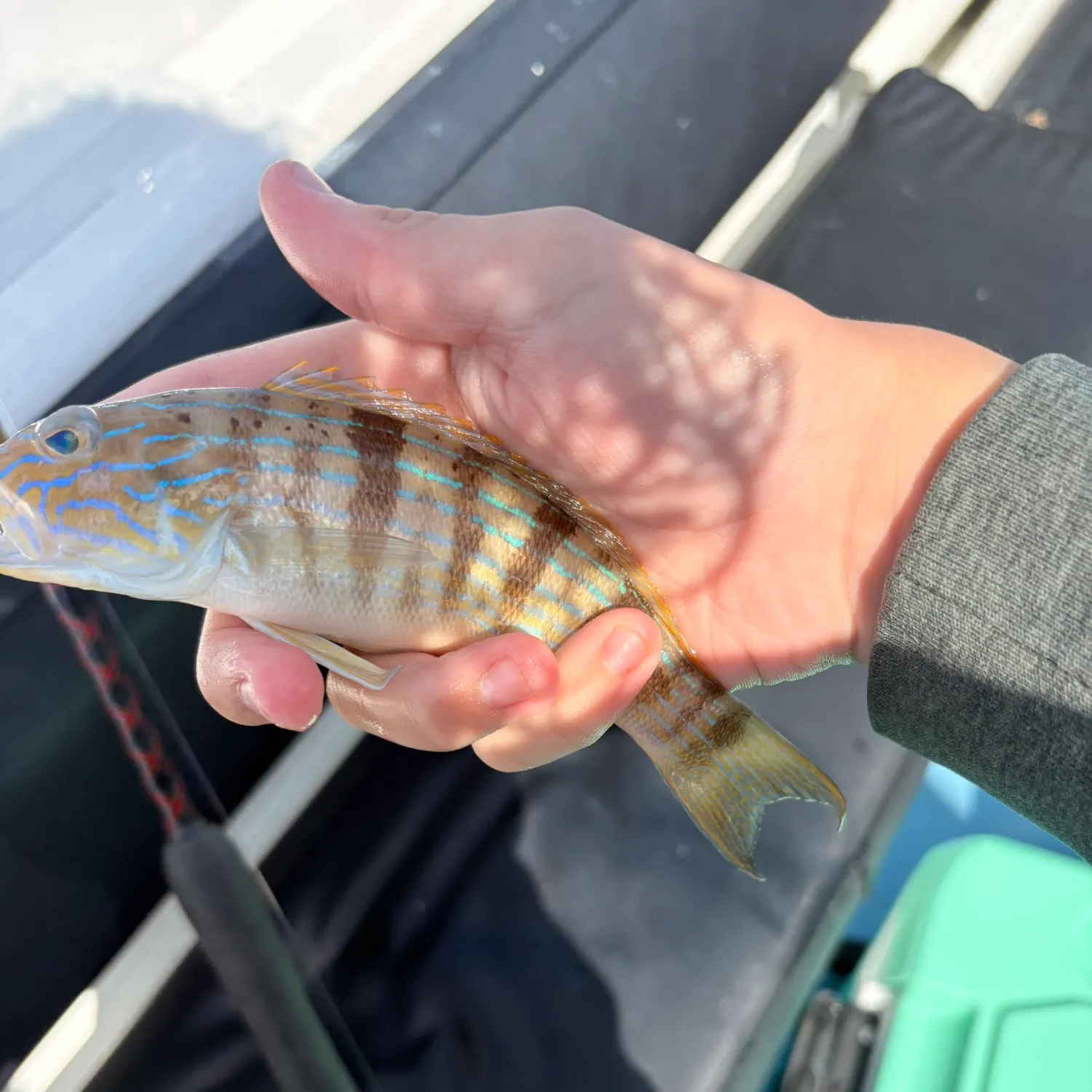 The most recent Sand perch catches on Fishbrain