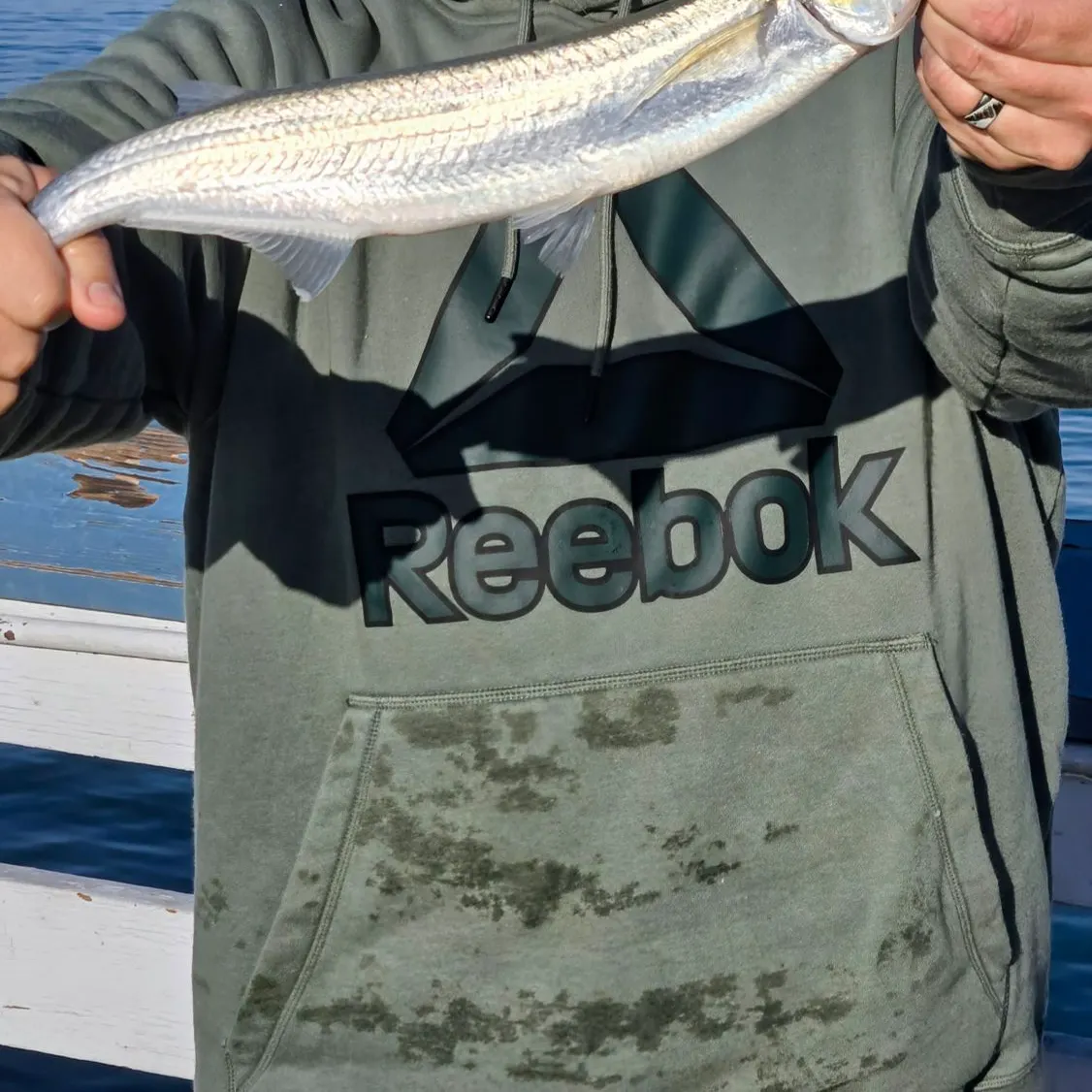 The most recent Whitebait smelt catches on Fishbrain