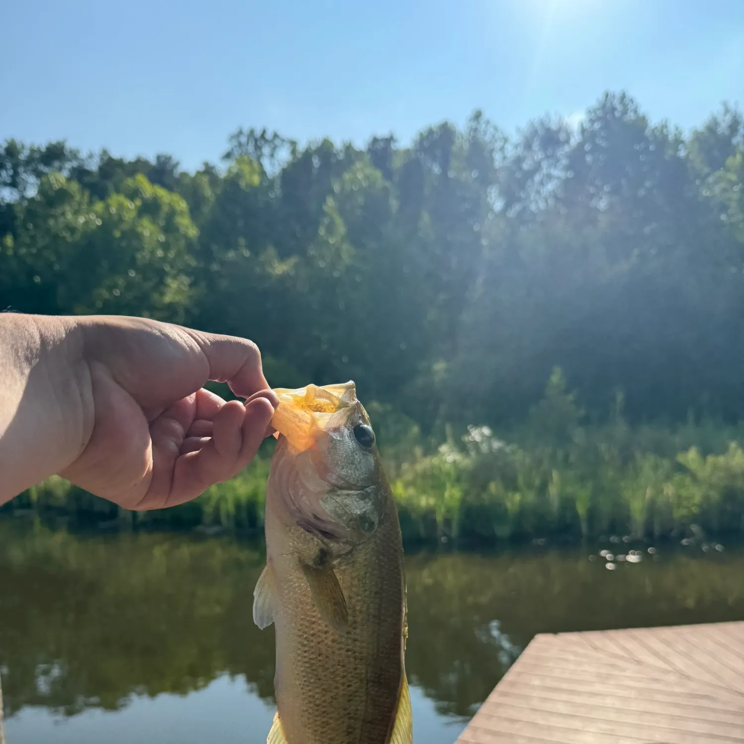 Largemouth bass caught on Fishbrain