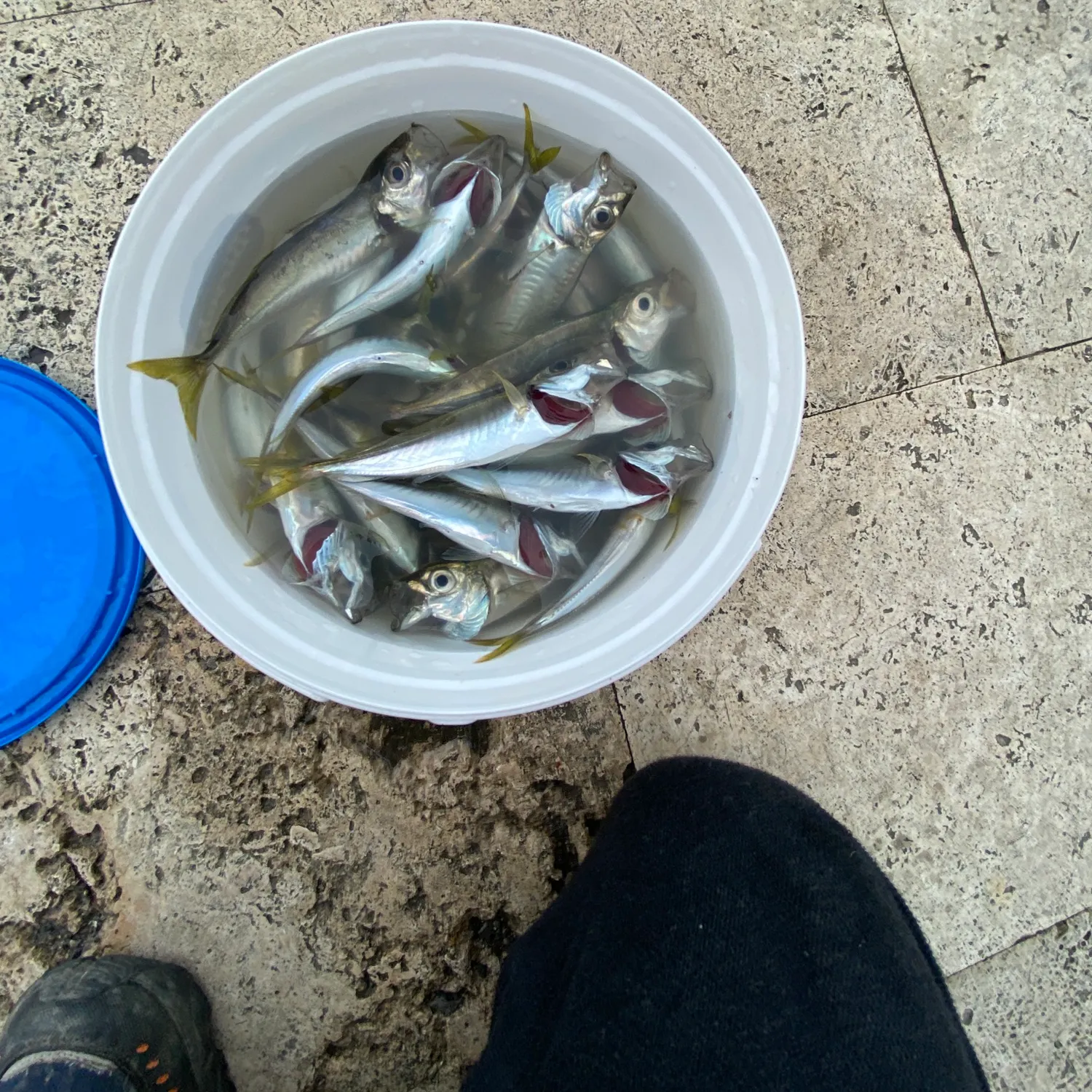 The most recent Atlantic horse mackerel catches on Fishbrain