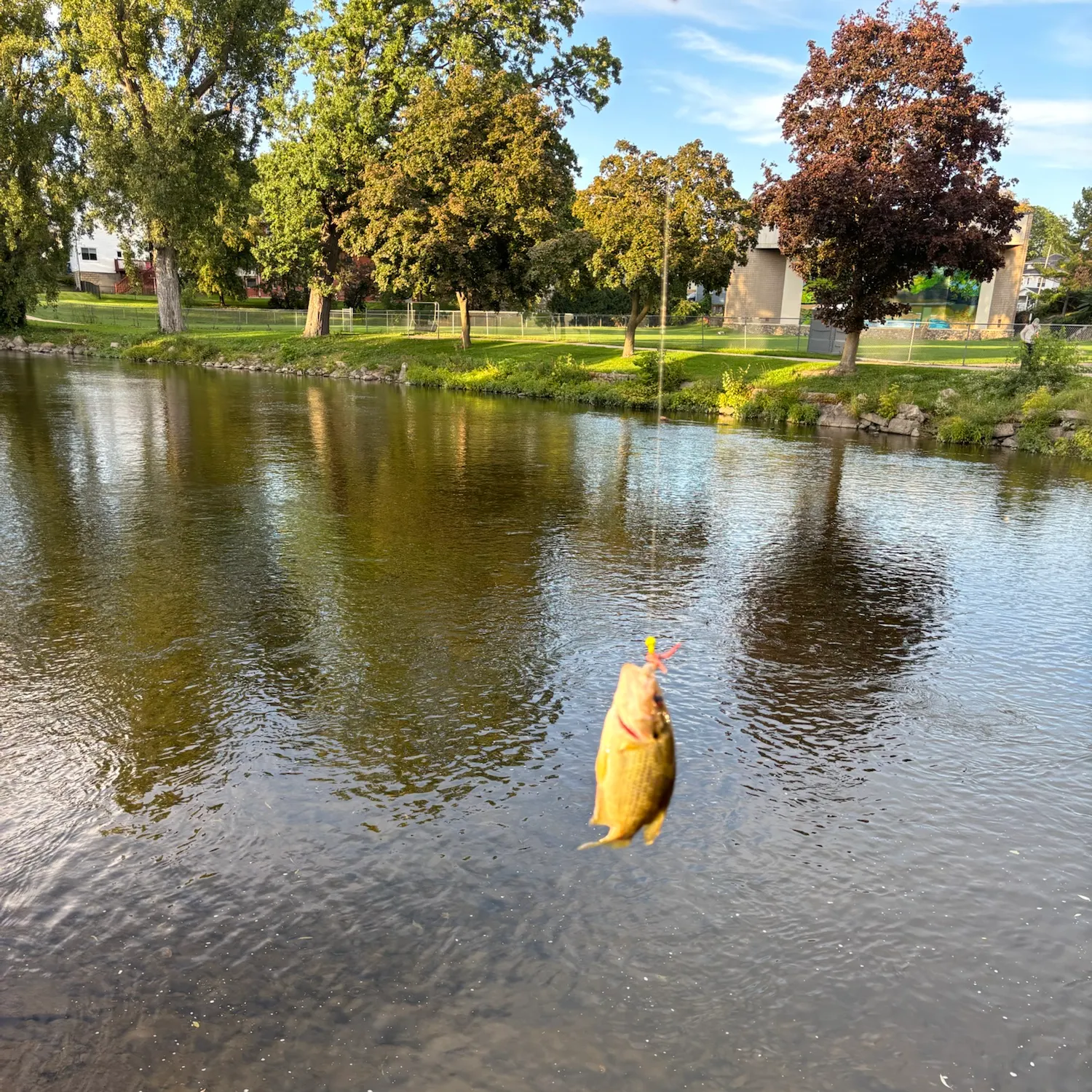 Rock bass caught on Fishbrain