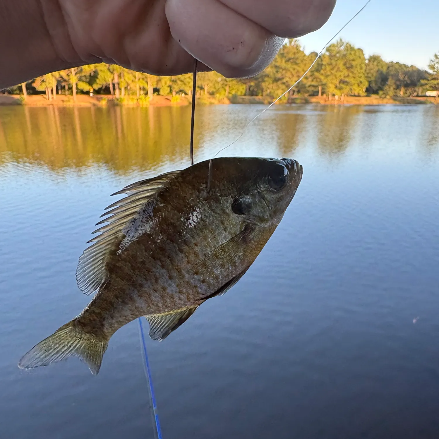 Bluegill caught on Fishbrain