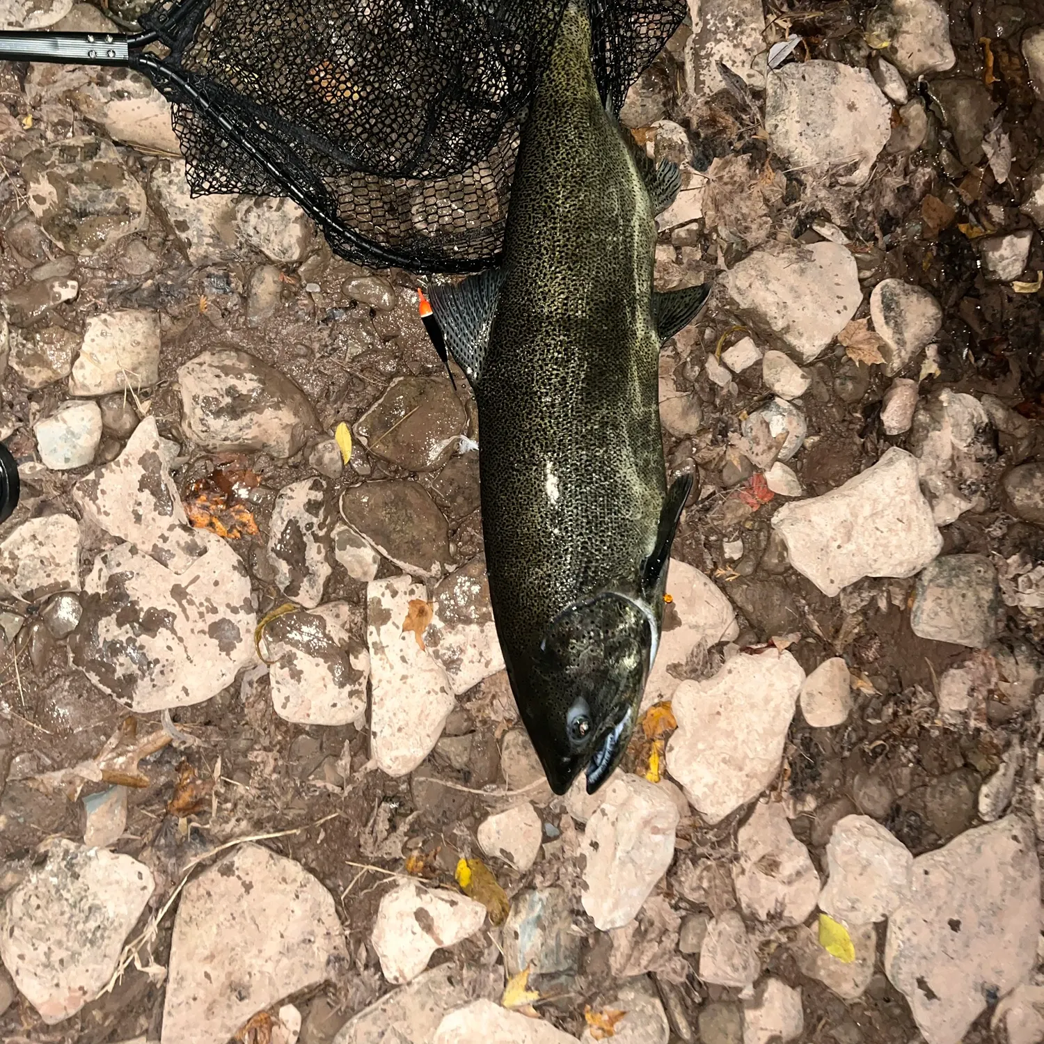 Chinook salmon caught on Fishbrain