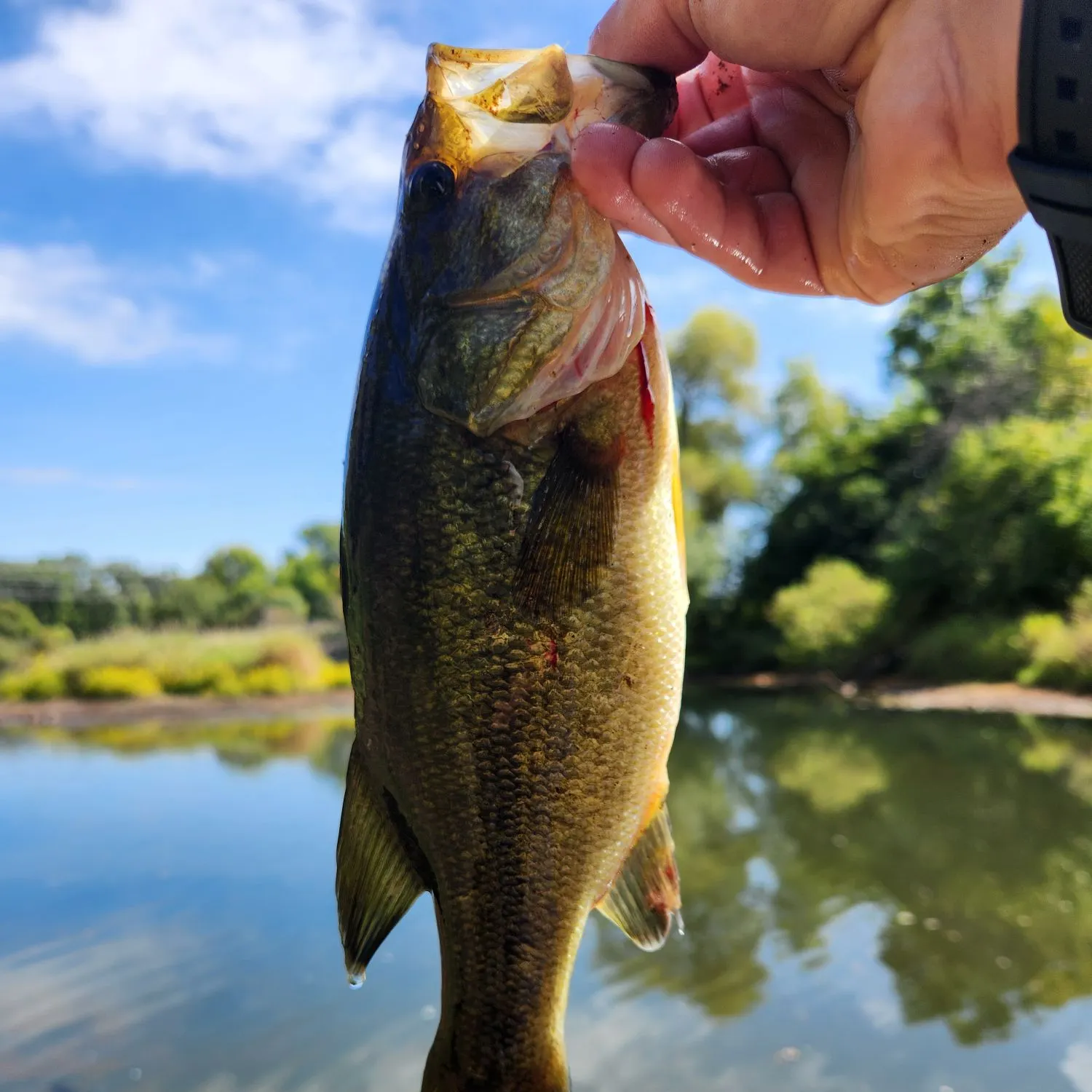 Largemouth bass caught on Fishbrain