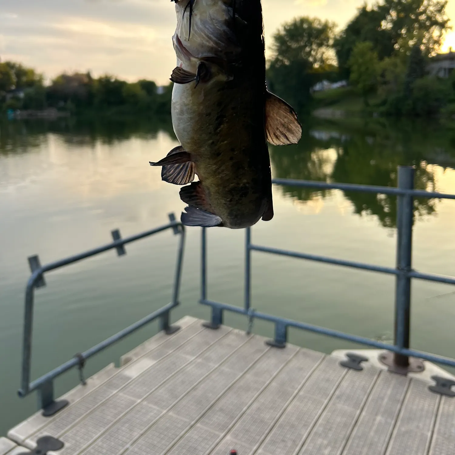 Black bullhead caught on Fishbrain