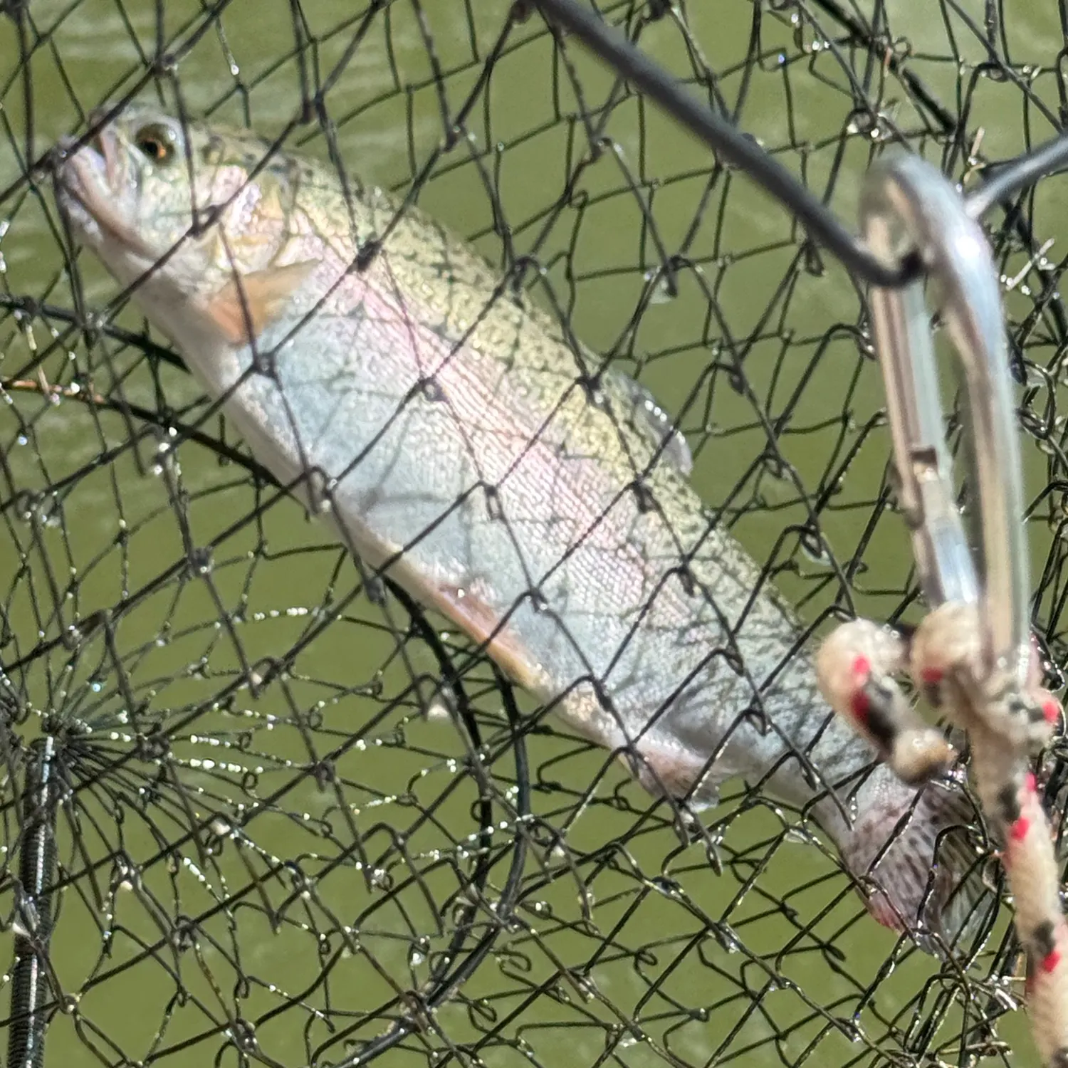 Rainbow trout caught on Fishbrain