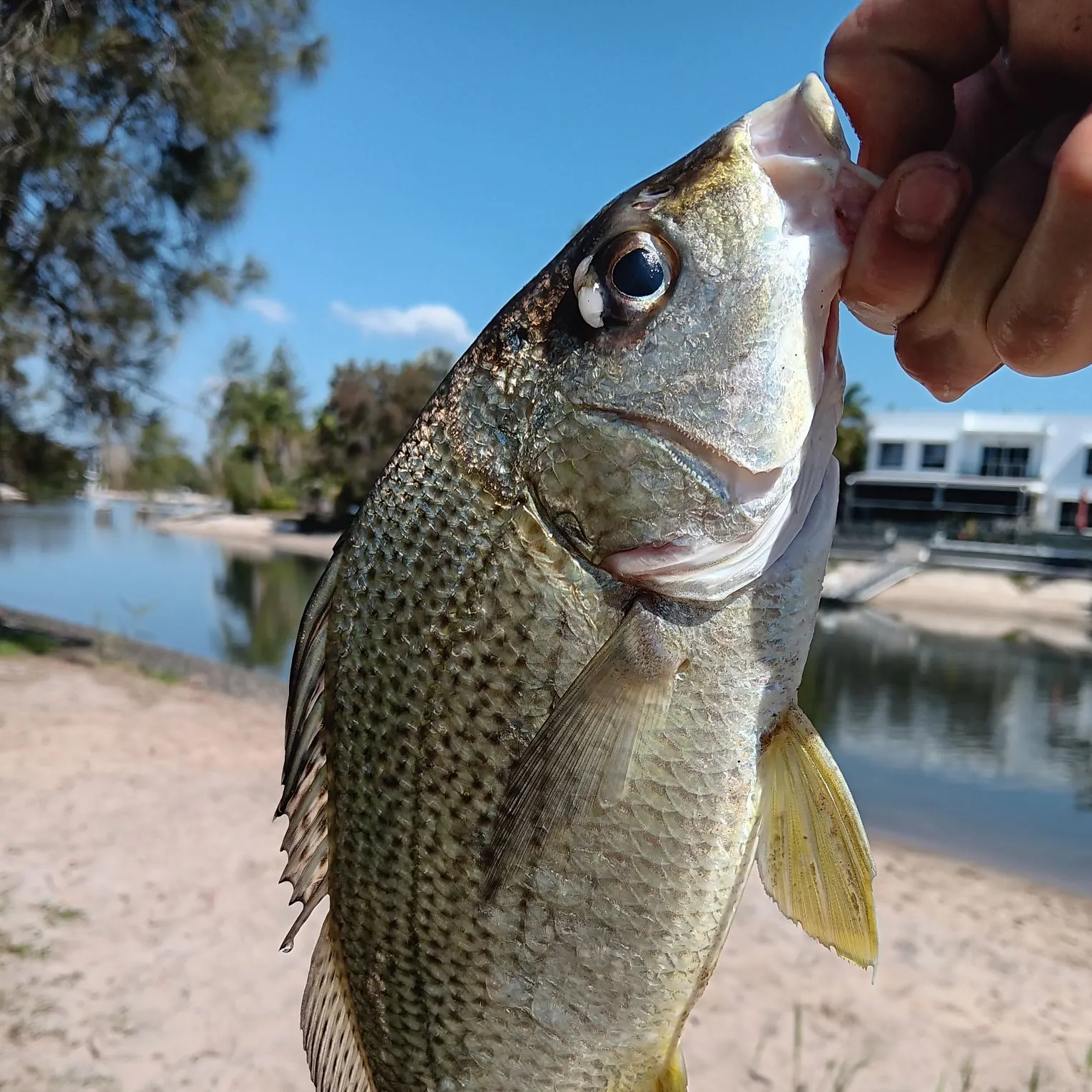 The most recent Silver grunt catches on Fishbrain