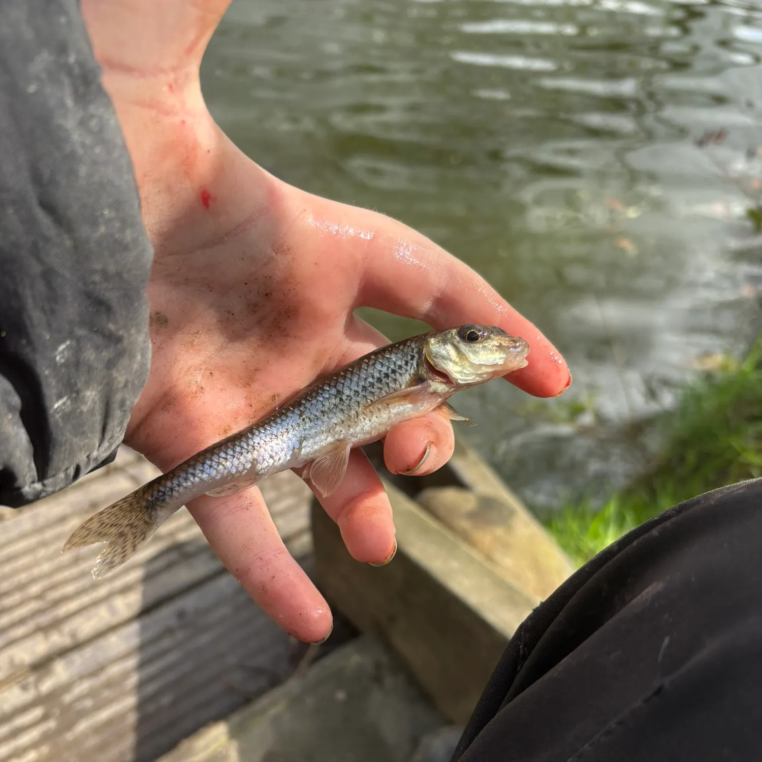 The most recent European chub catches on Fishbrain