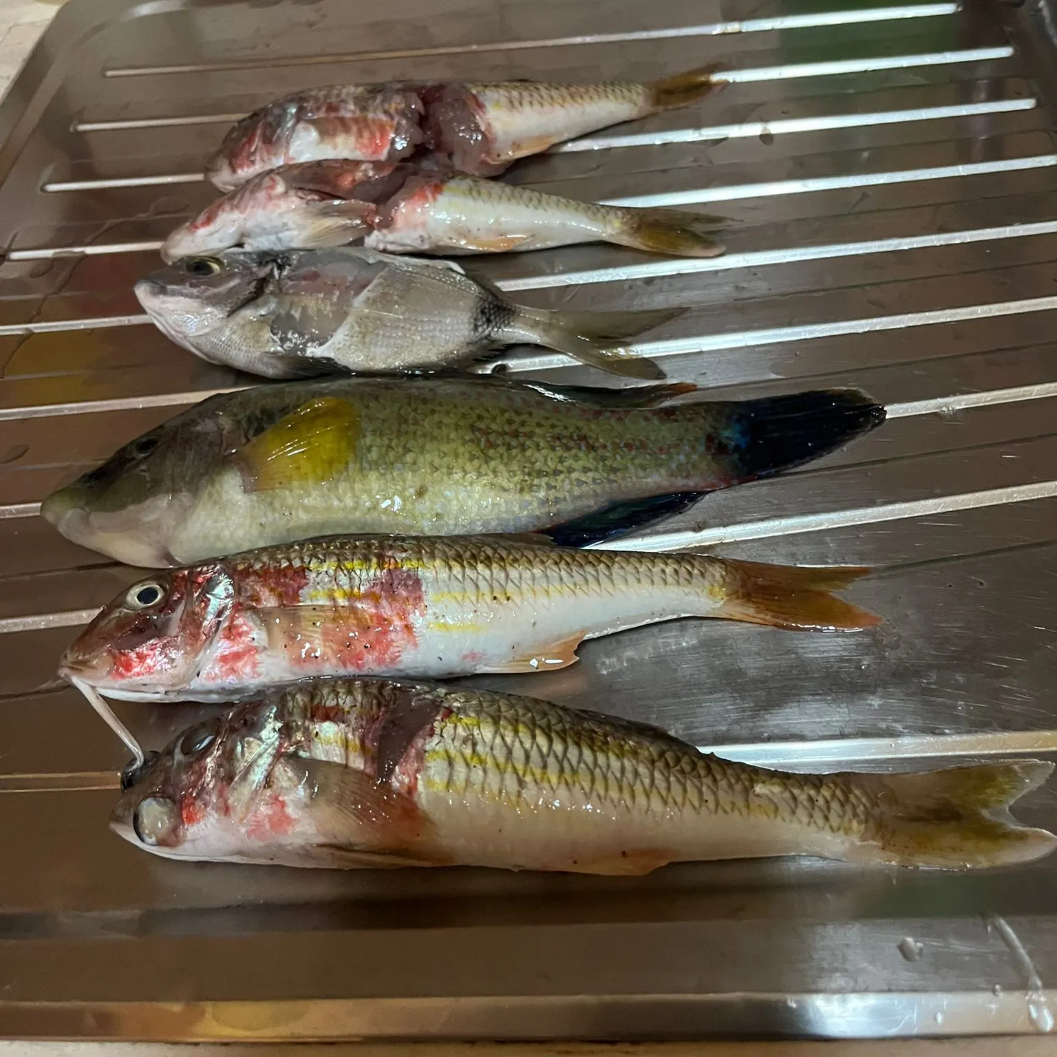 The most recent Common two-banded seabream catches on Fishbrain