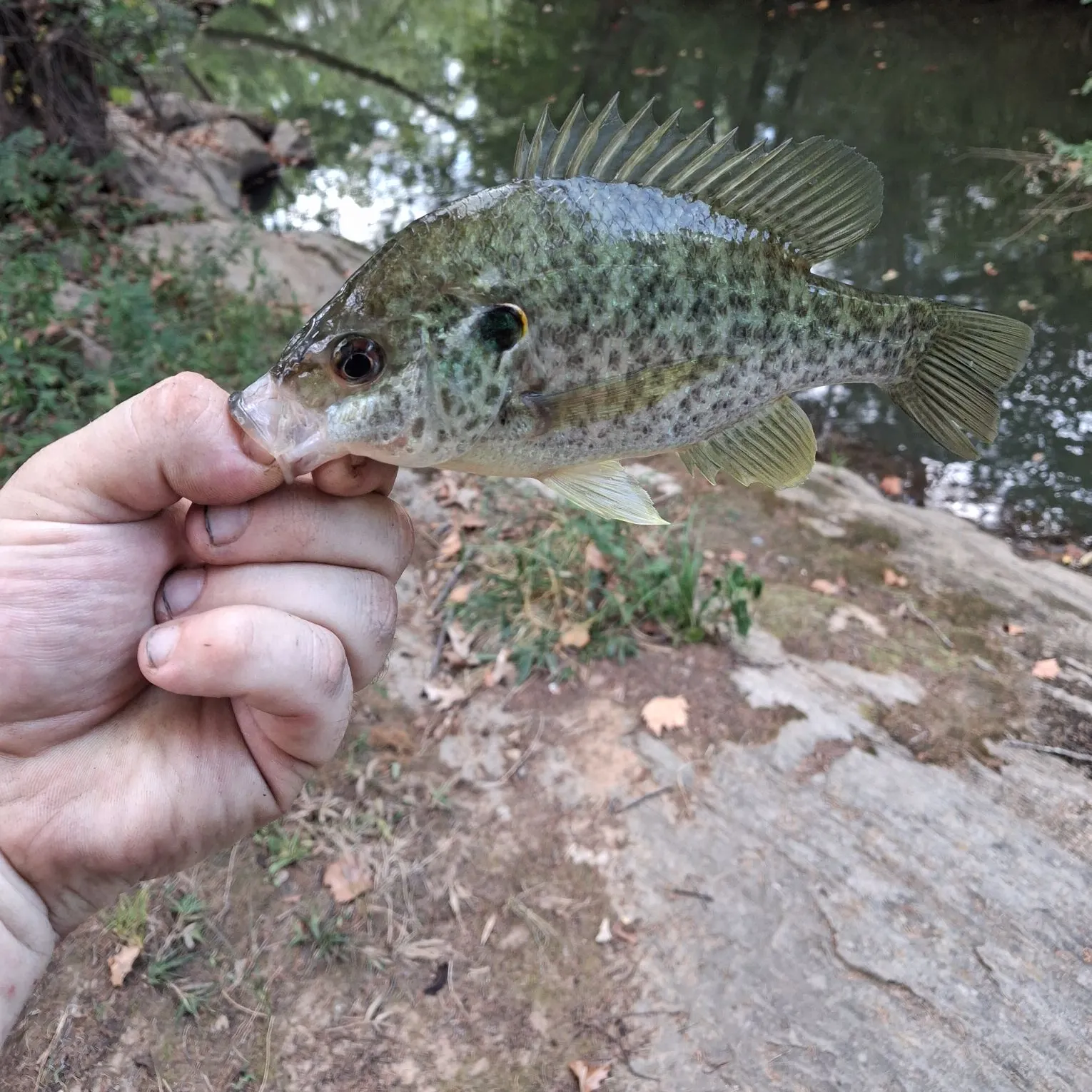 Redear sunfish caught on Fishbrain