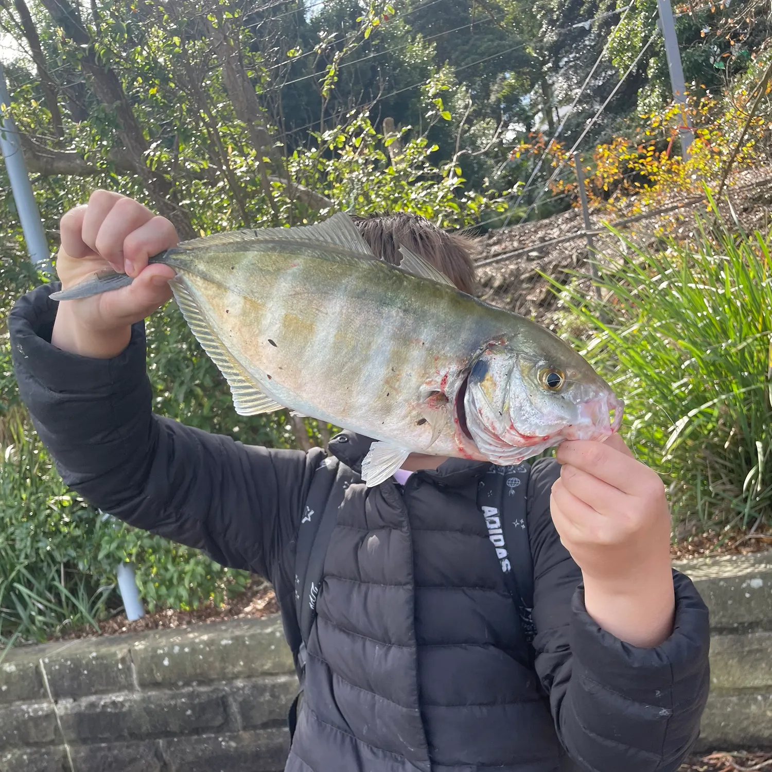 The most recent White trevally catches on Fishbrain