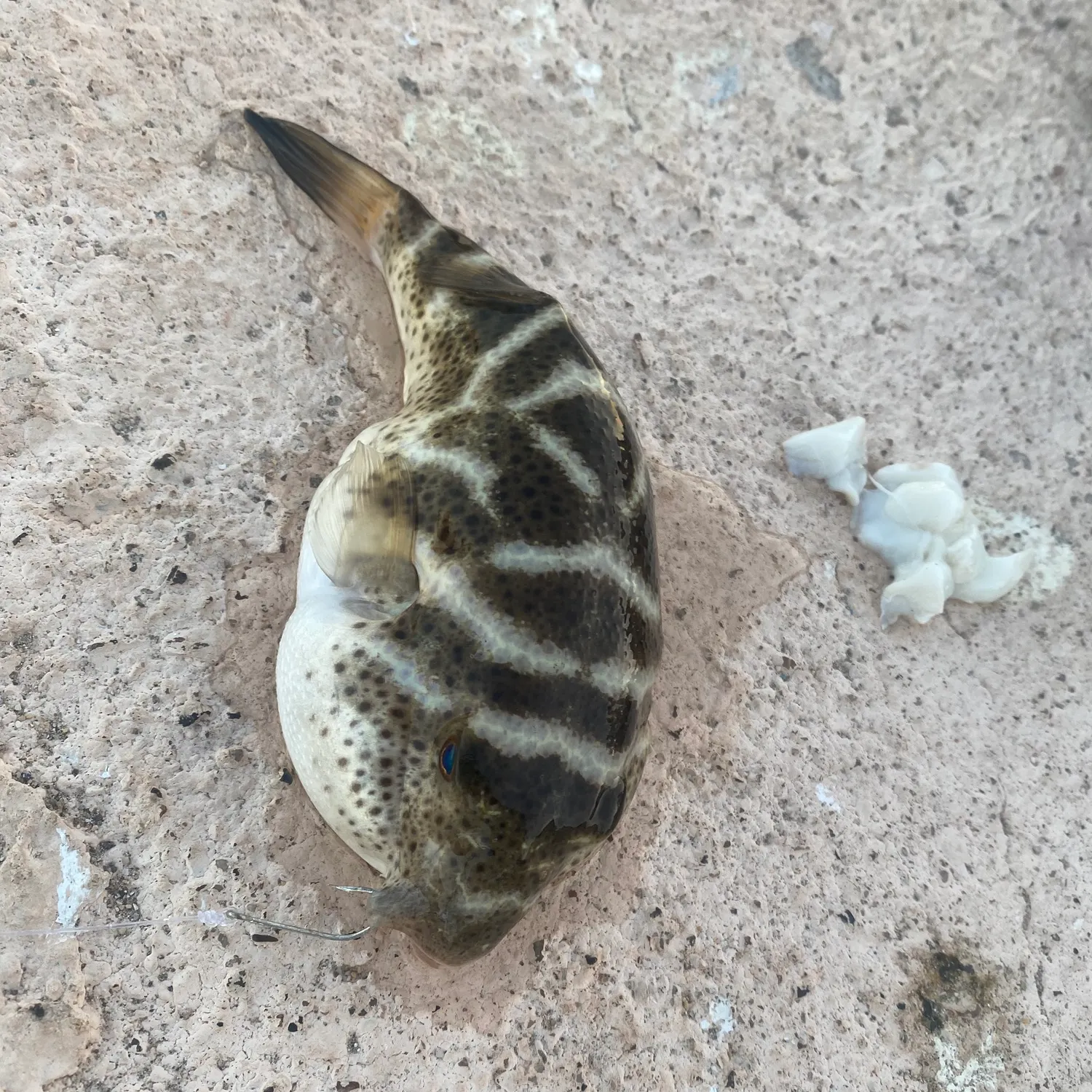 The most recent Smooth puffer catches on Fishbrain