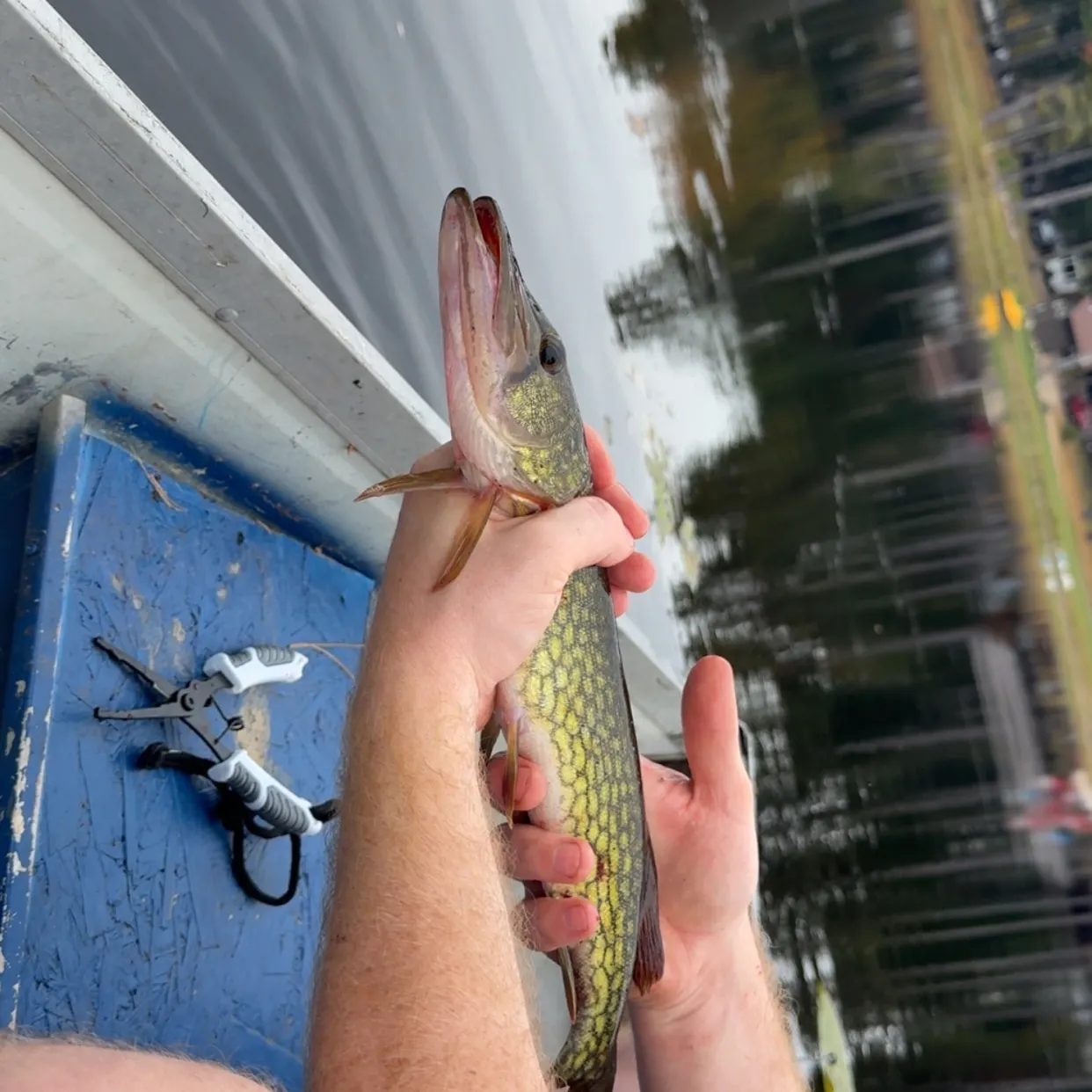 Chain pickerel caught on Fishbrain