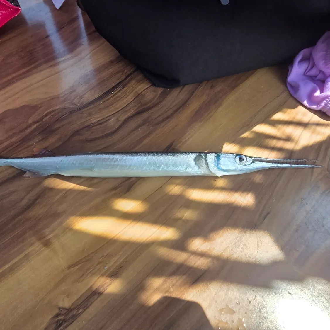 The most recent Hound needlefish catches on Fishbrain