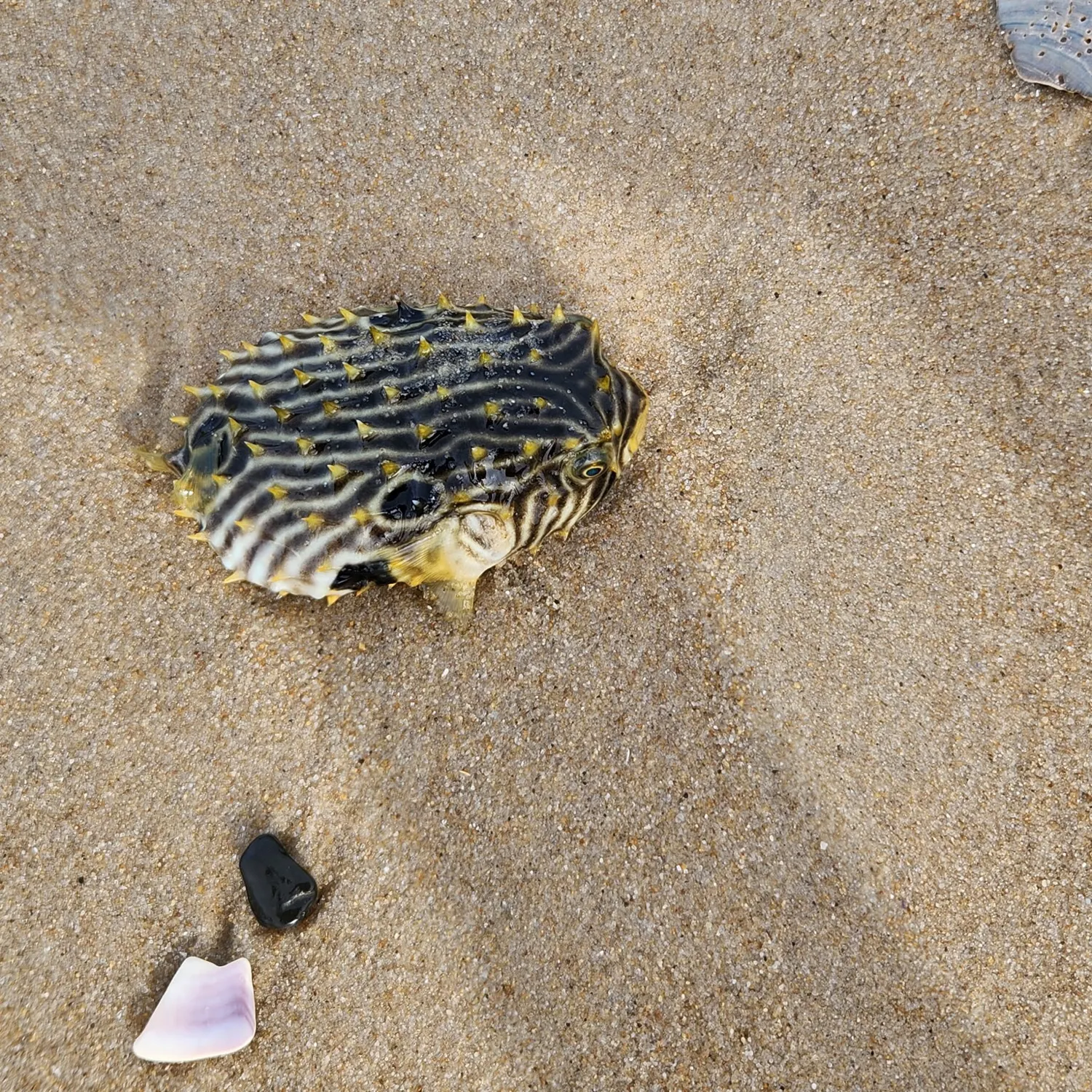The most recent White-spotted puffer catches on Fishbrain