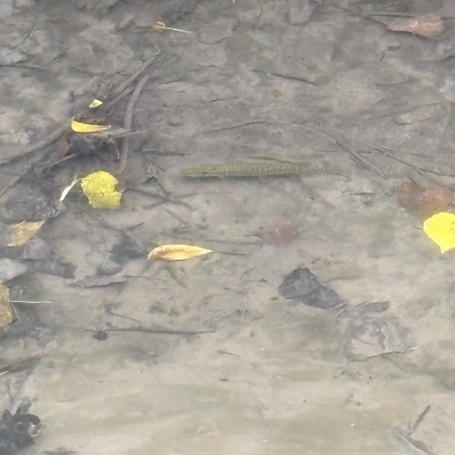 Northern pike caught on Fishbrain