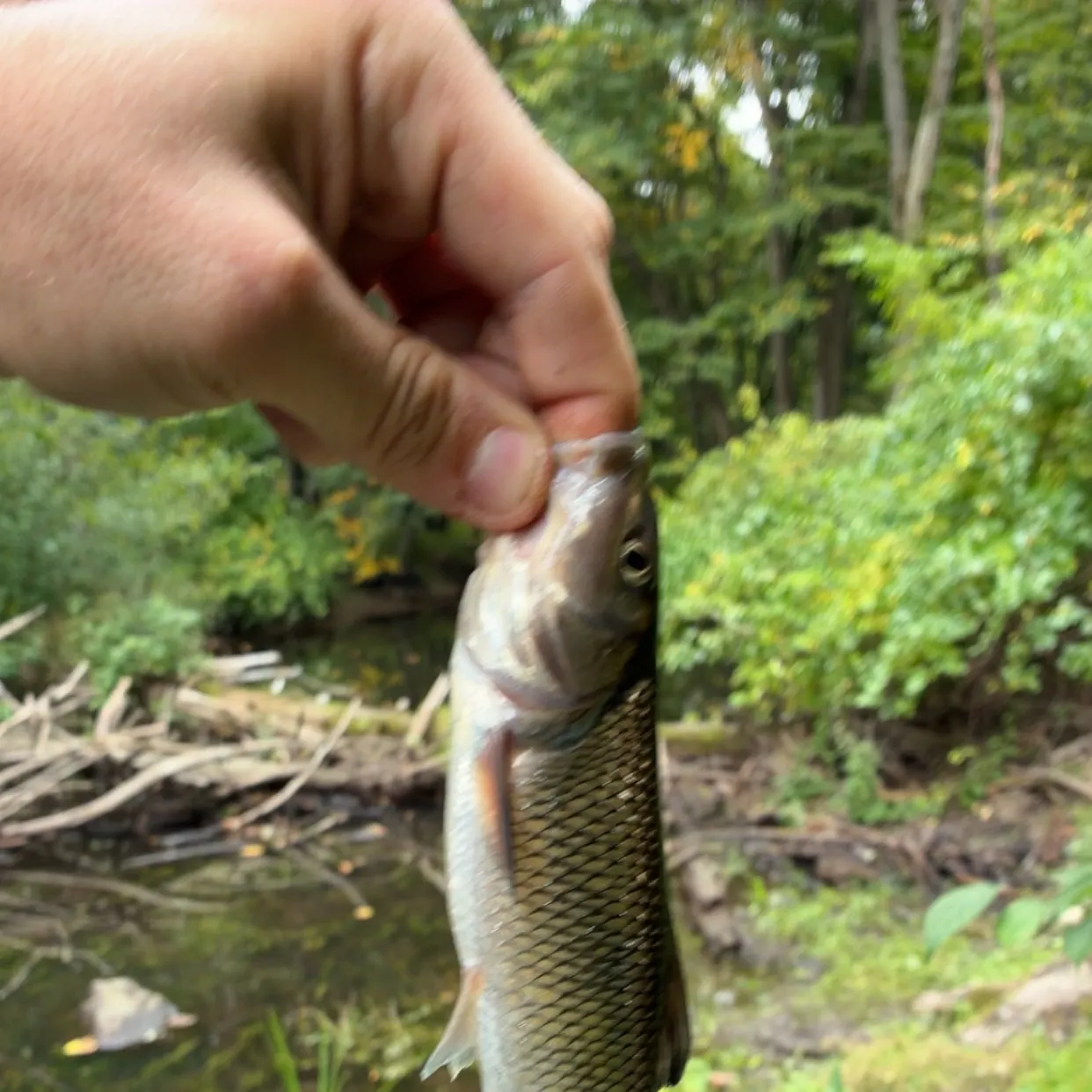 Fallfish caught on Fishbrain