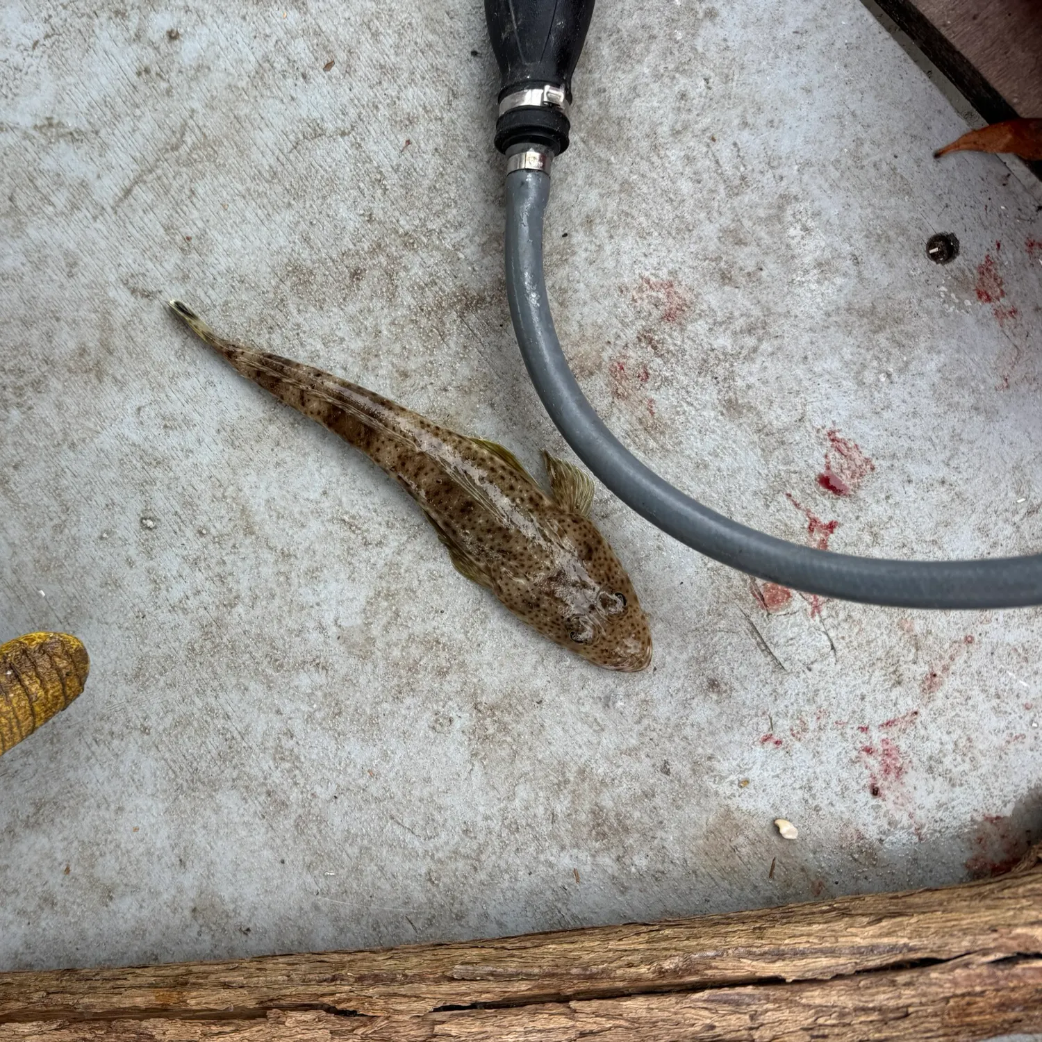 The most recent Sand flathead catches on Fishbrain