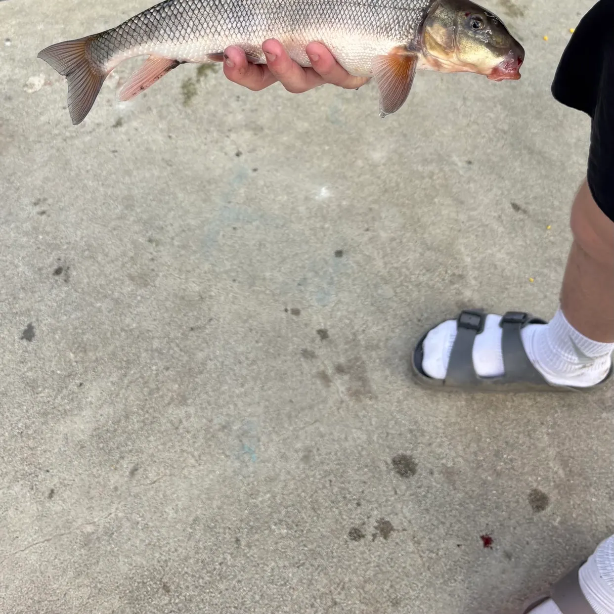 The most recent Largescale sucker catches on Fishbrain