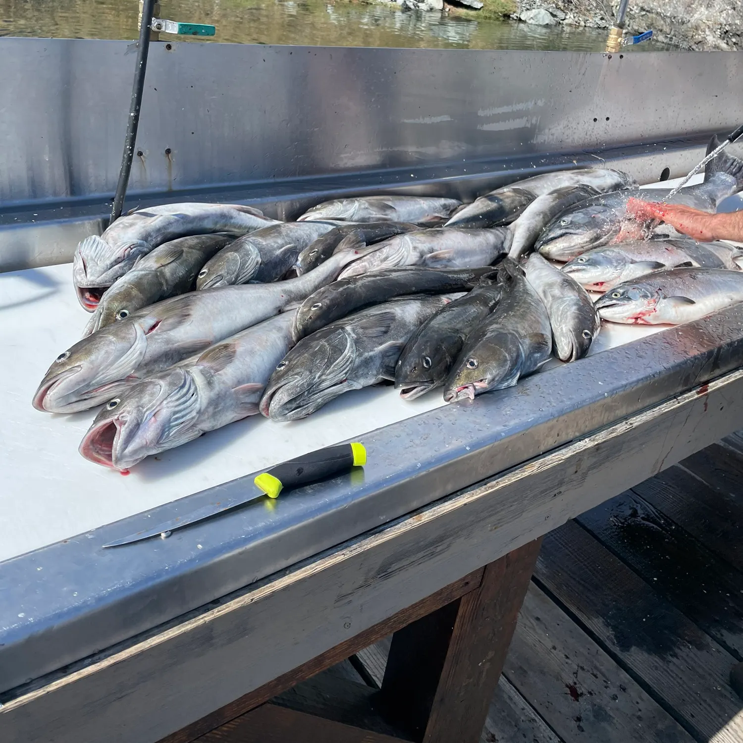 Sablefish caught on Fishbrain