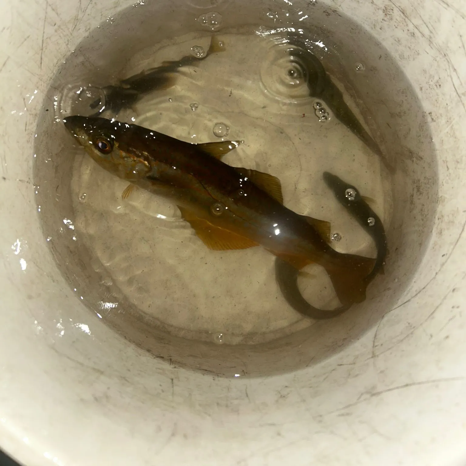 Pollack caught on Fishbrain
