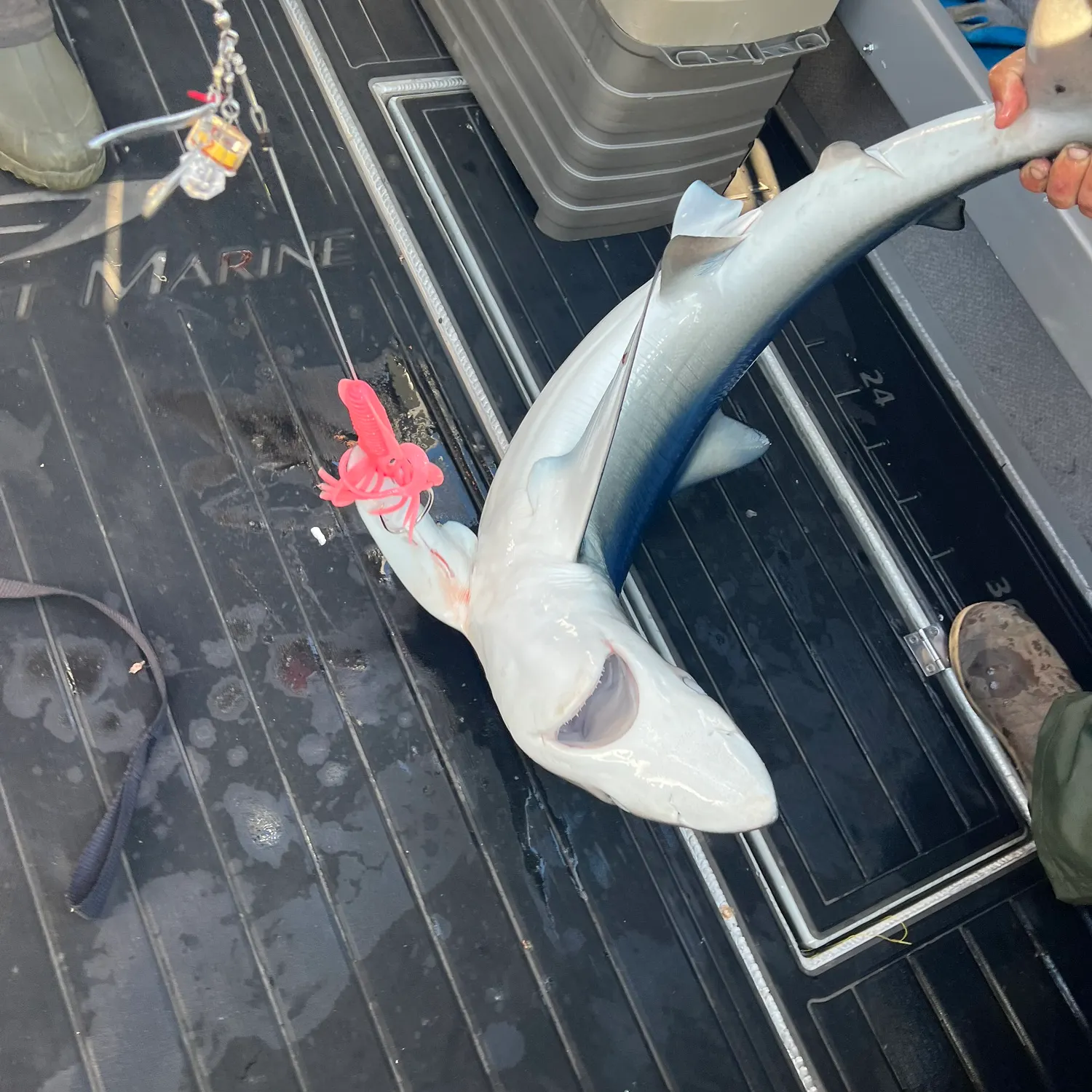Shortfin mako shark caught on Fishbrain