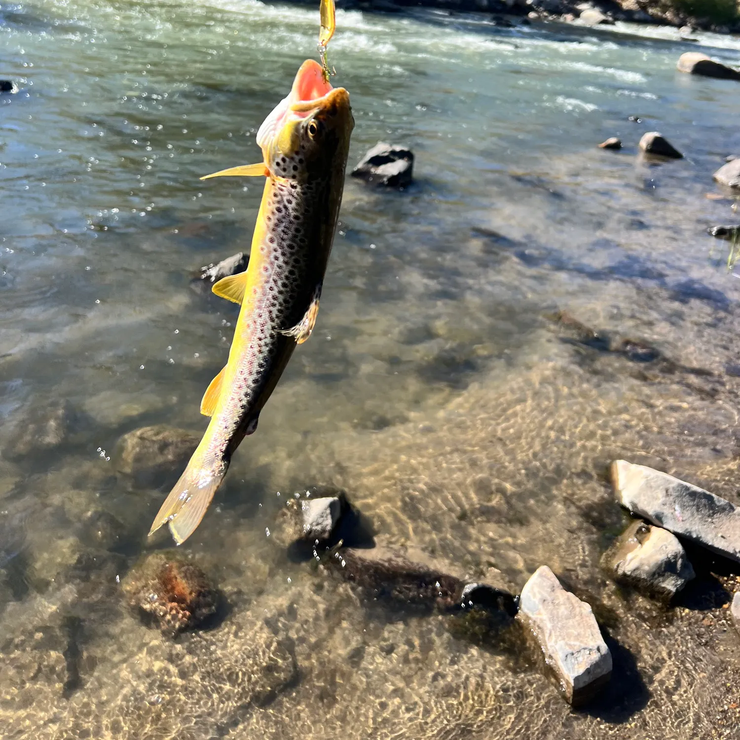Brown trout caught on Fishbrain