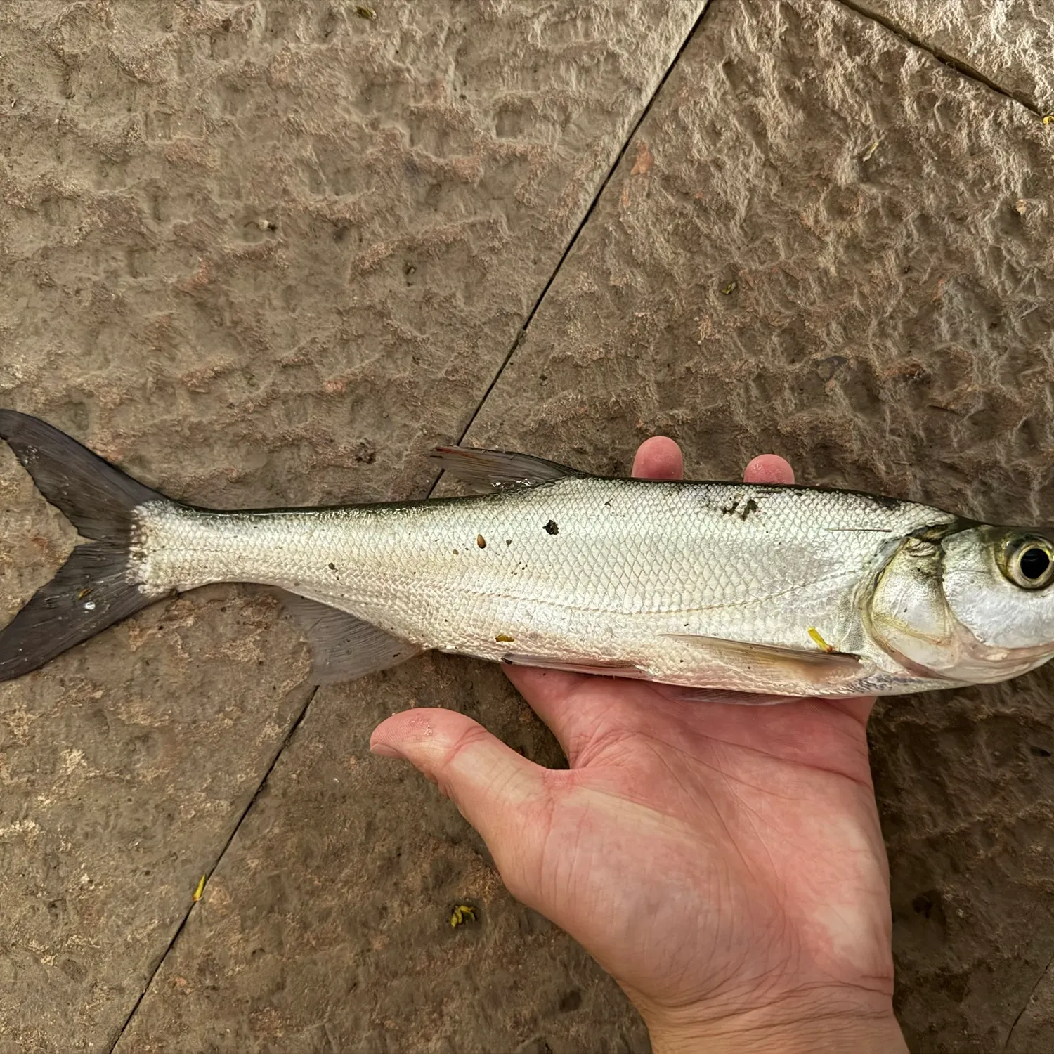 Predatory carp caught on Fishbrain