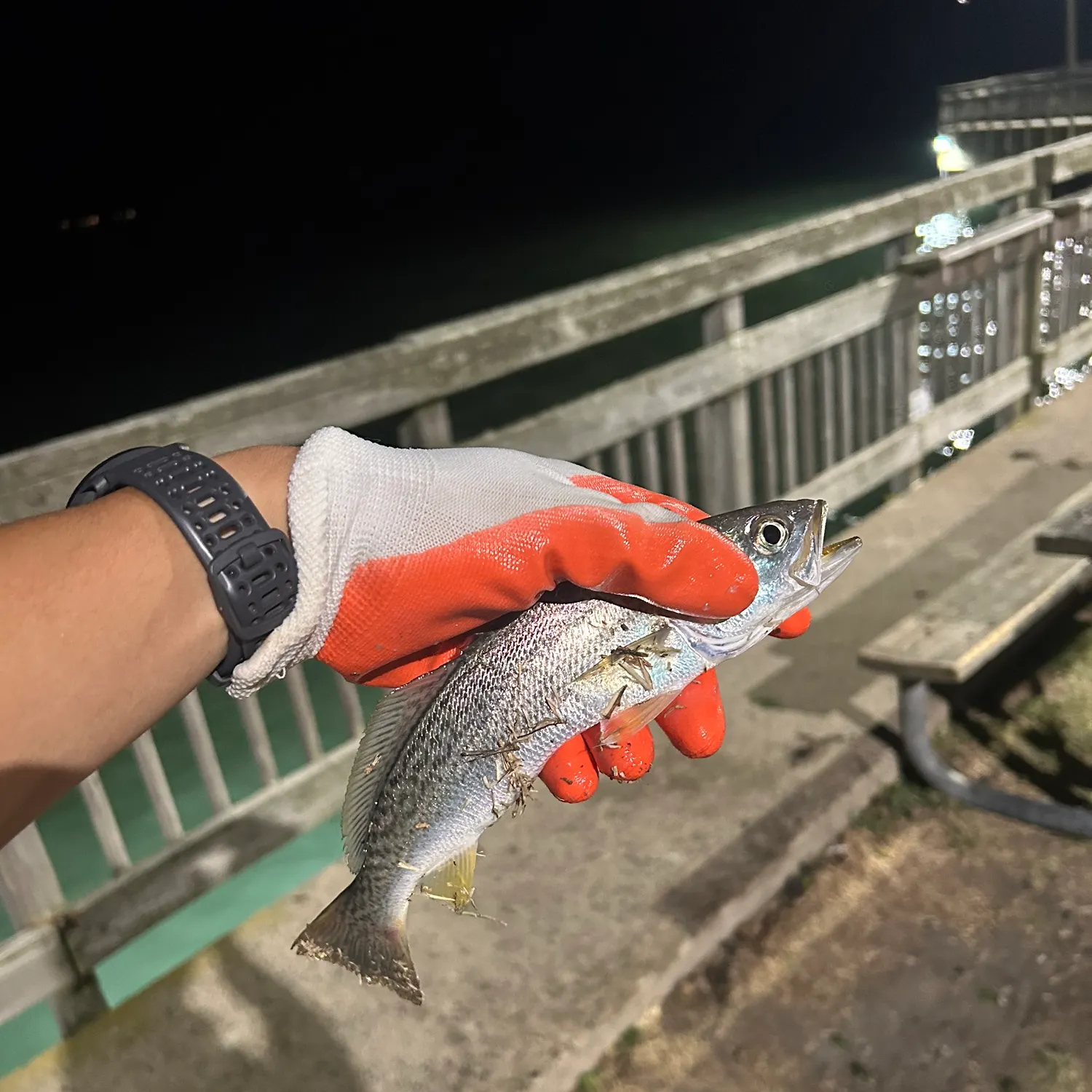 The most recent Gray weakfish catches on Fishbrain