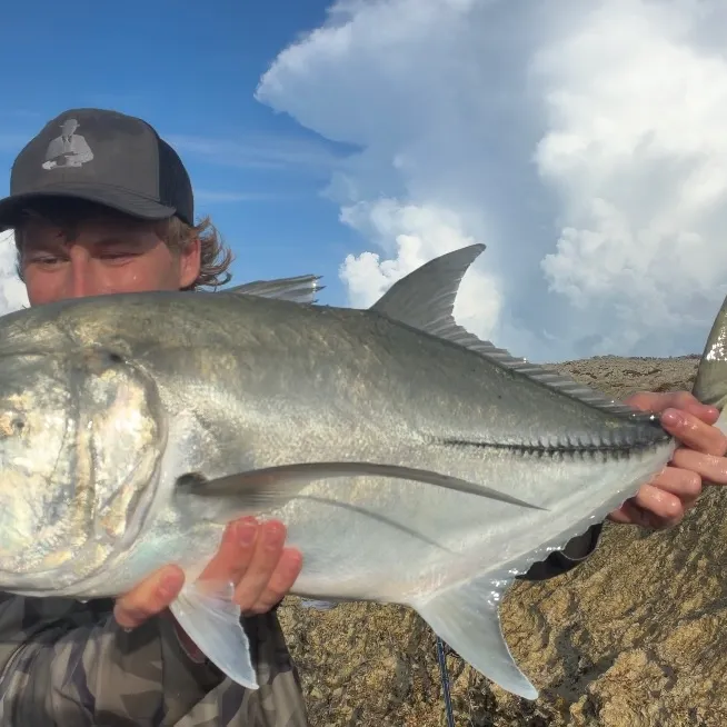 The most recent Horse-eye jack catches on Fishbrain
