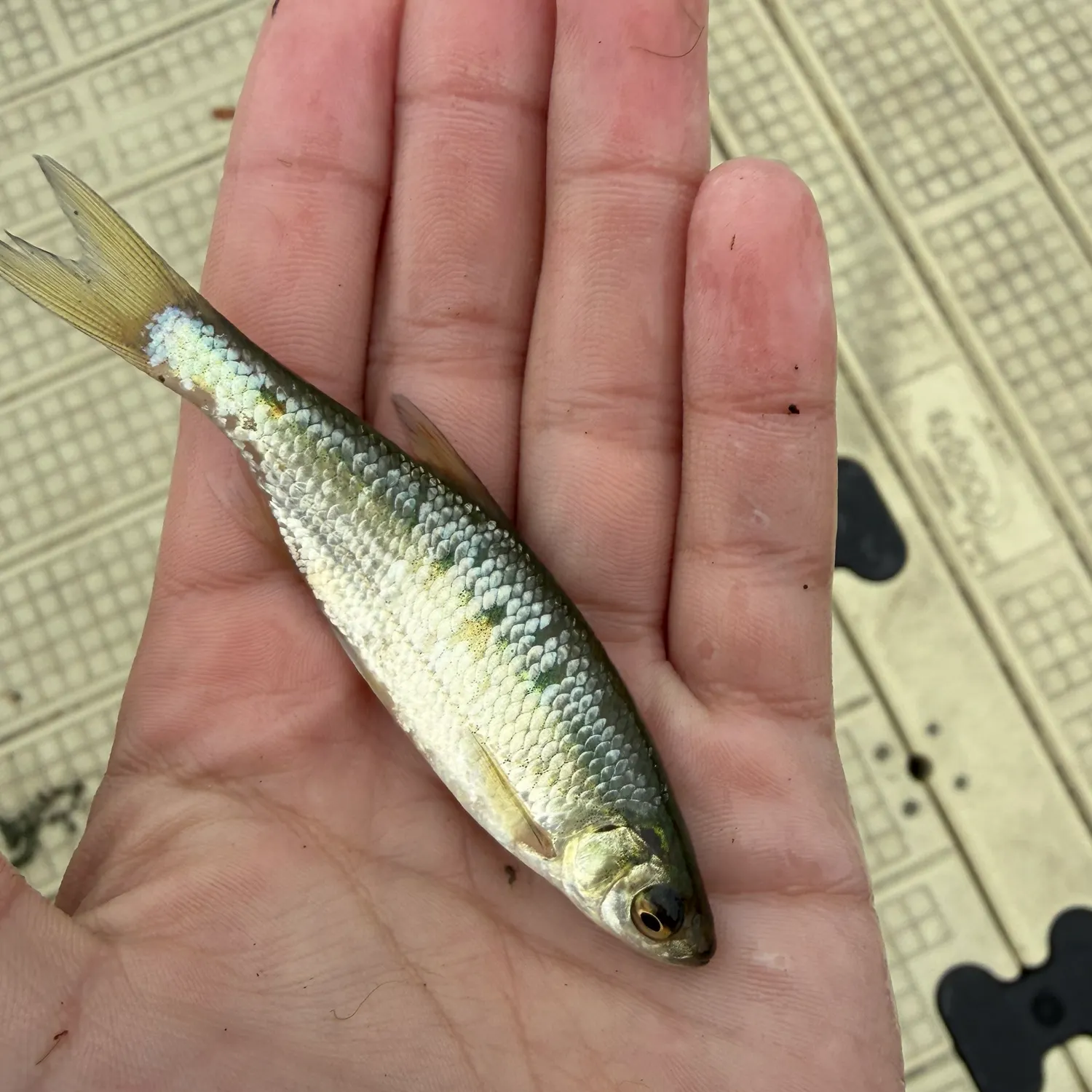 The most recent Emerald shiner catches on Fishbrain