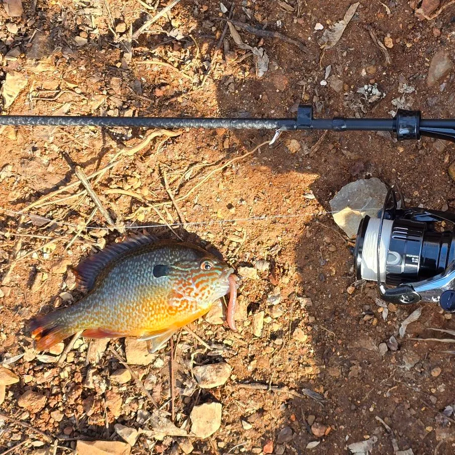 The most recent Longear sunfish catches on Fishbrain