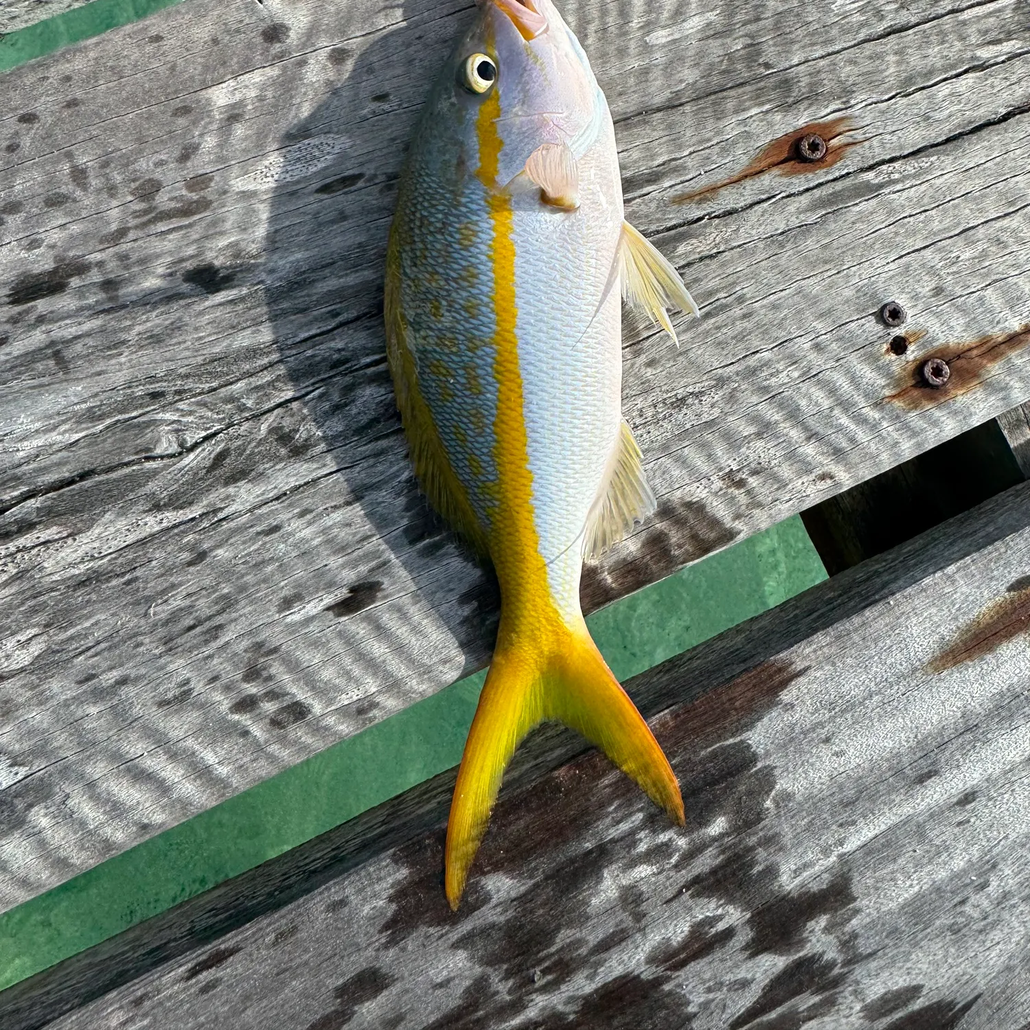 The most recent Yellowtail snapper catches on Fishbrain