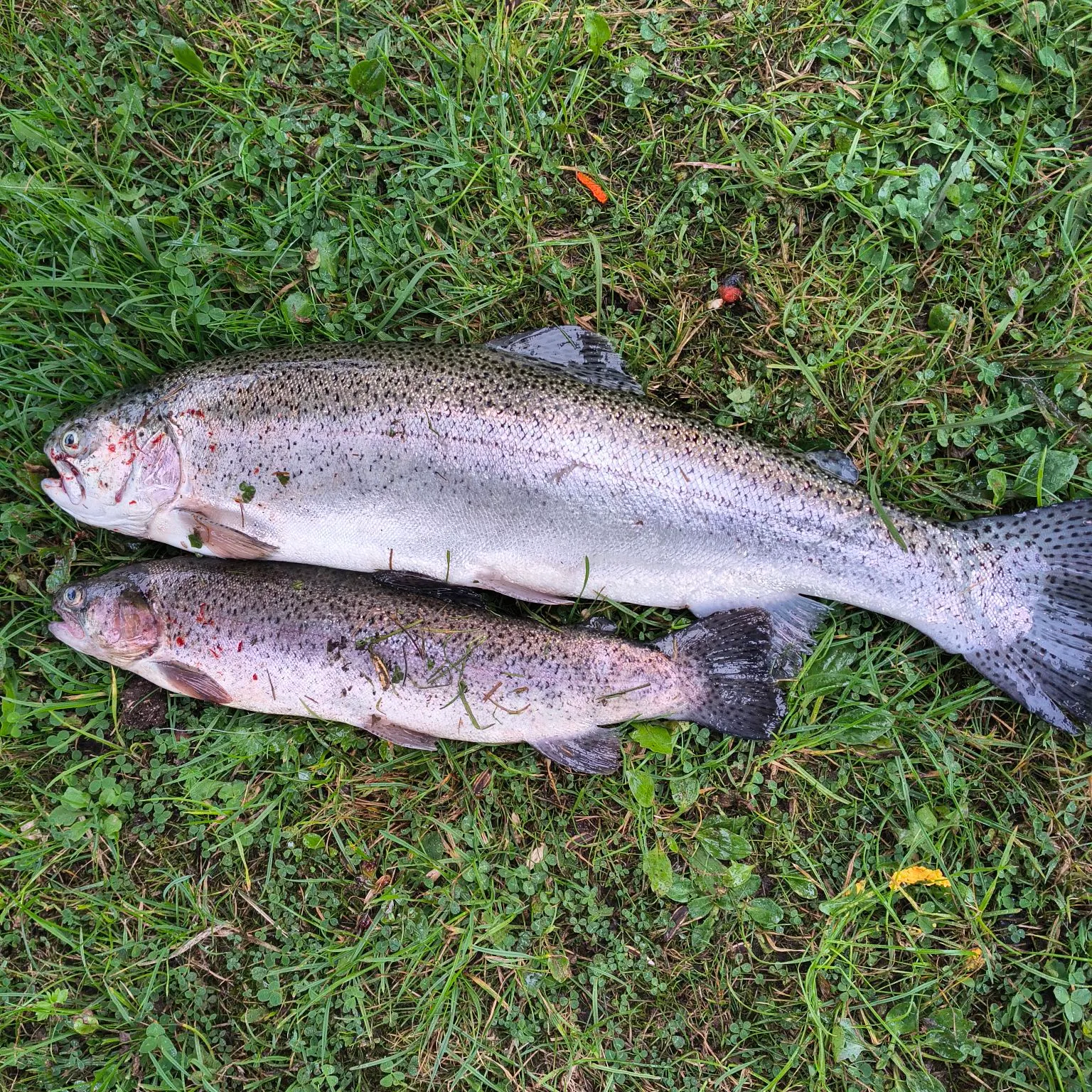 Rainbow trout caught on Fishbrain
