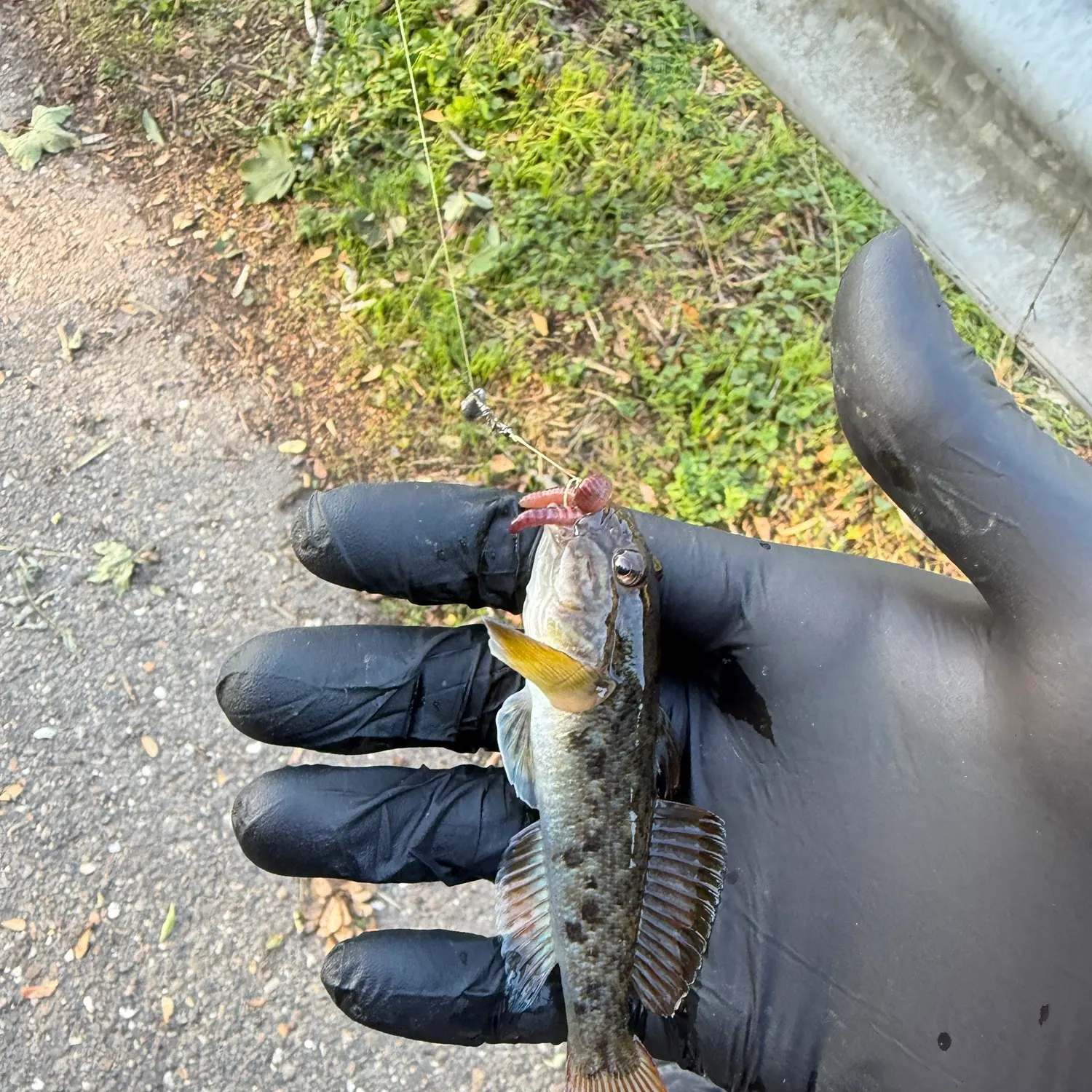 Round goby caught on Fishbrain